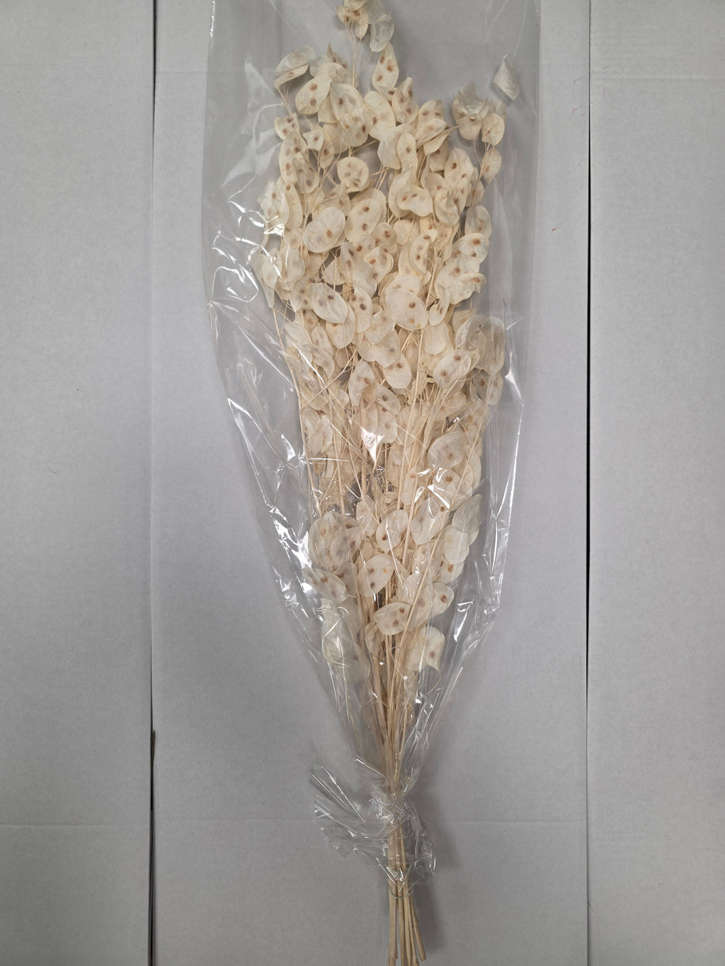 Dried Lunaria Wit (Pack of 2 stems)