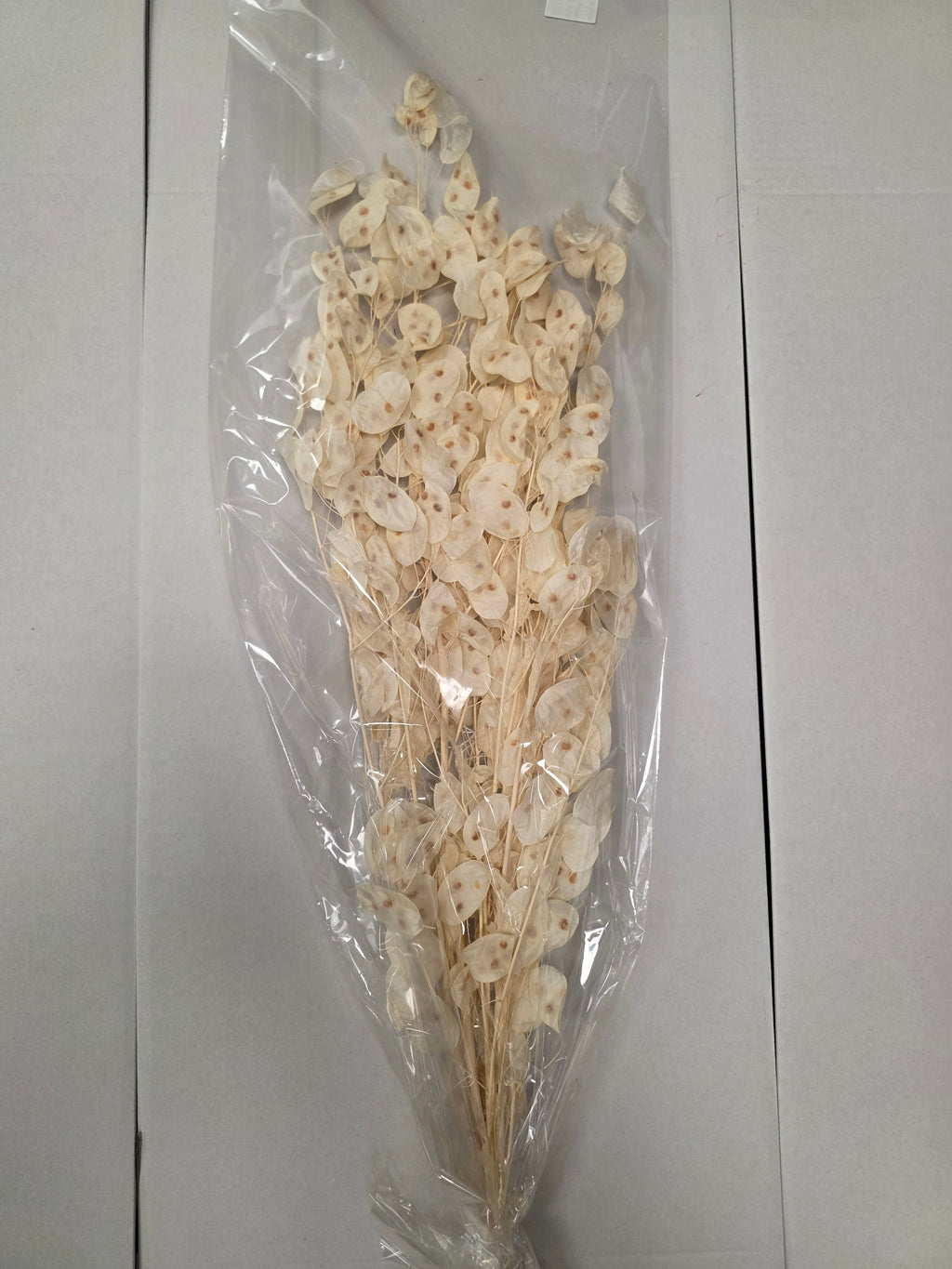 Dried Lunaria Wit (Pack of 2 stems)
