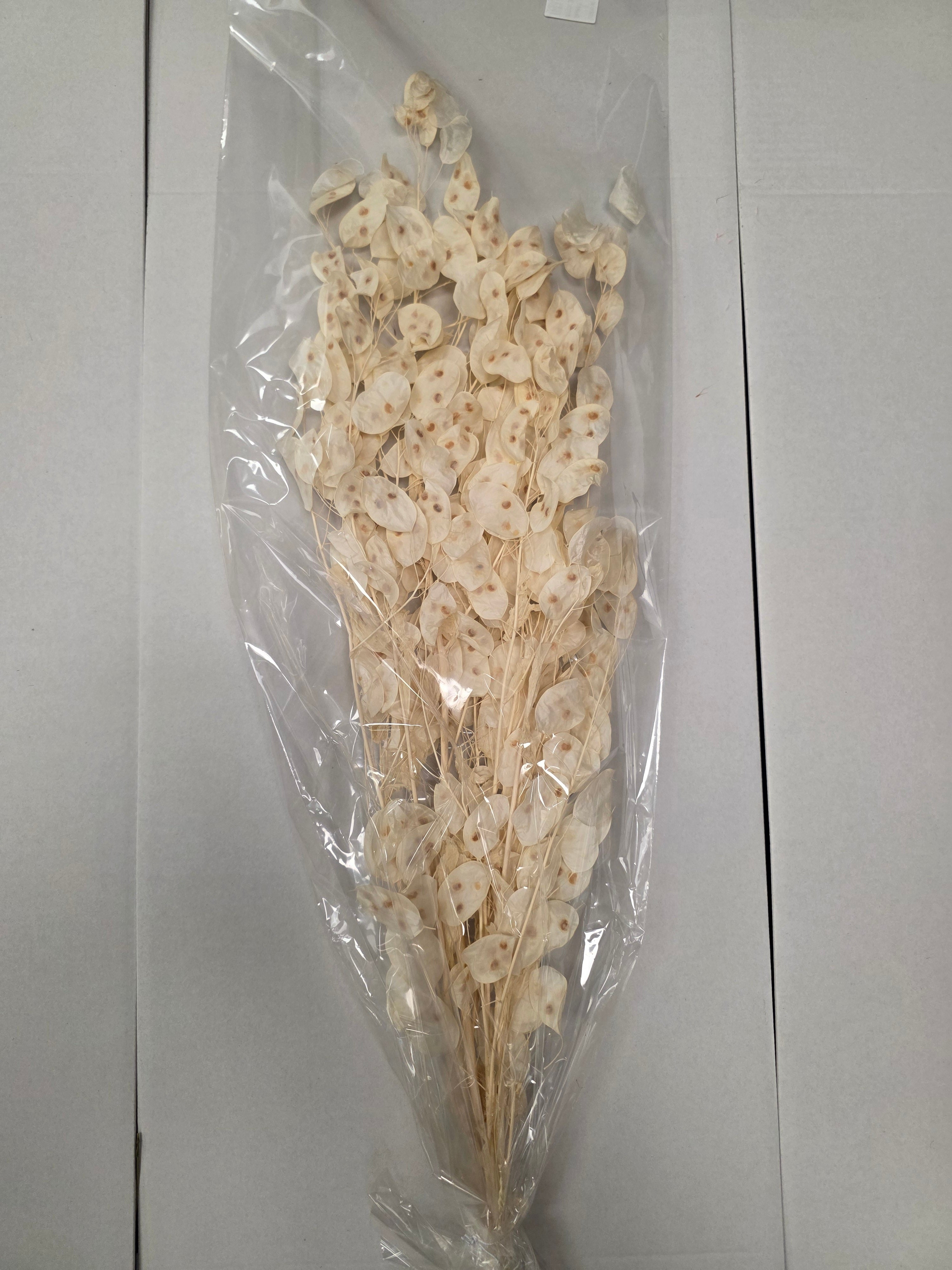 Dried Lunaria Wit (Pack of 2 stems)