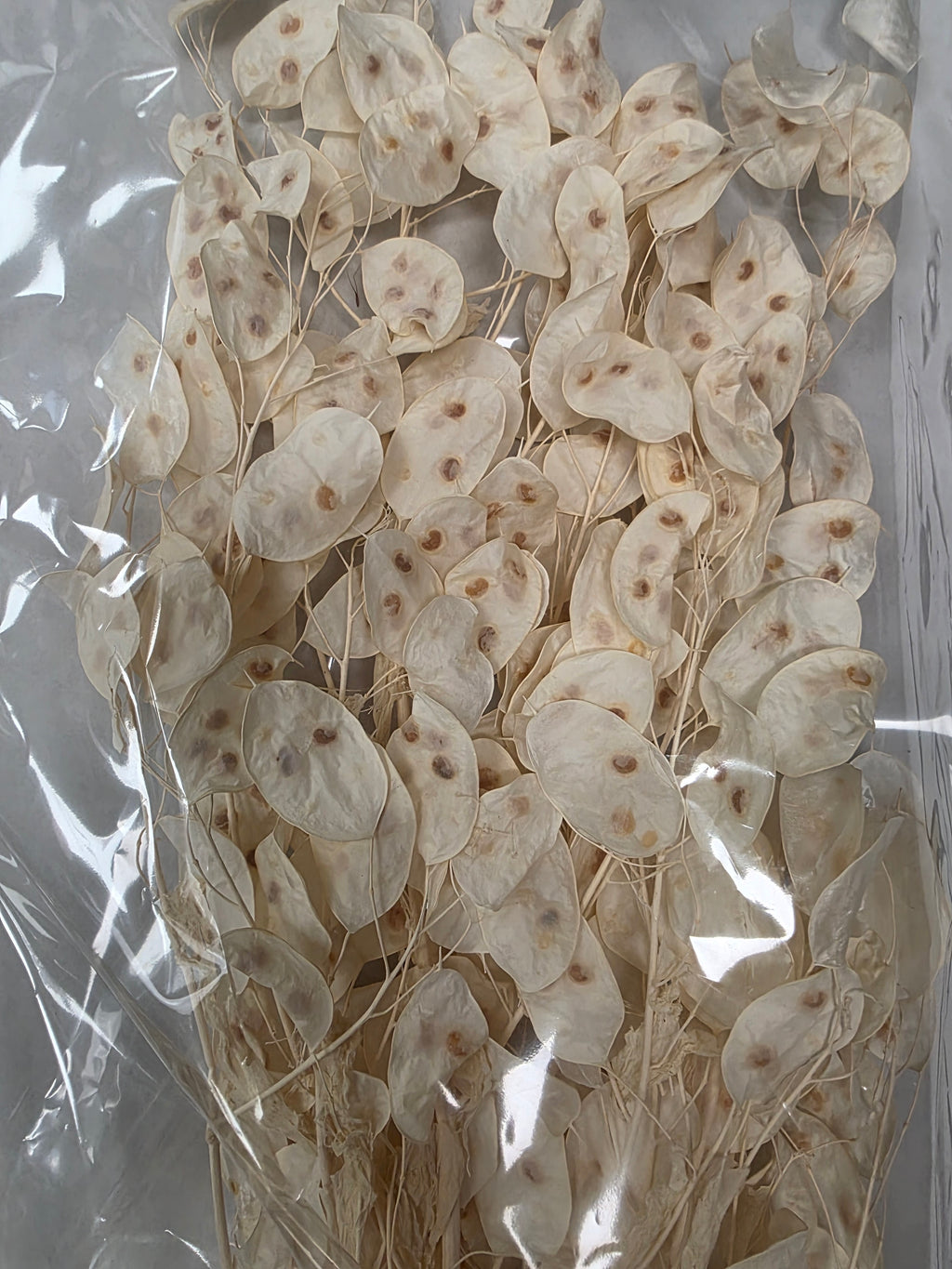 Dried Lunaria Wit (Pack of 2 stems)
