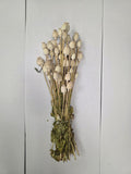 Dried Poppies ( Papaver )