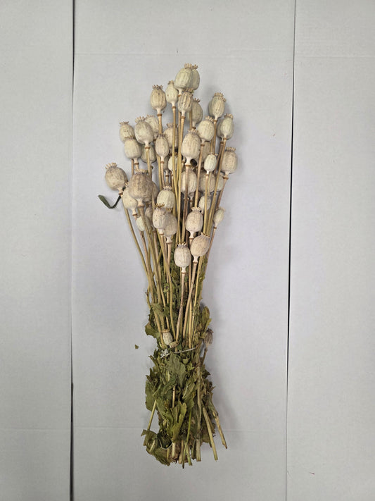 Dried Poppies ( Papaver )