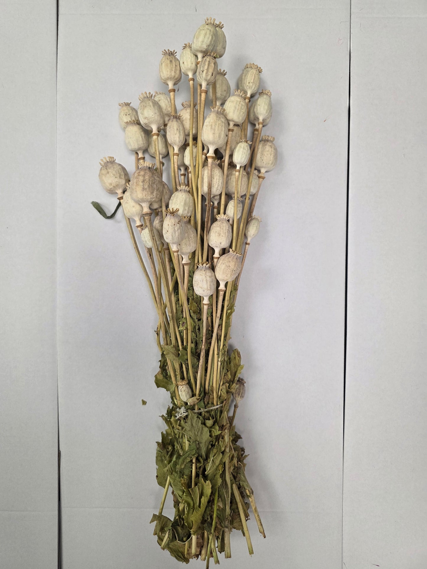 Dried Poppies ( Papaver )