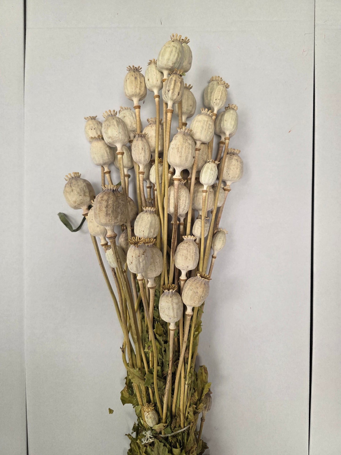 Dried Poppies ( Papaver )