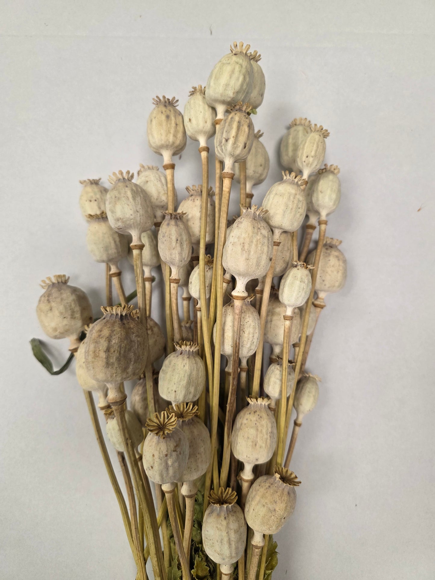 Dried Poppies ( Papaver )