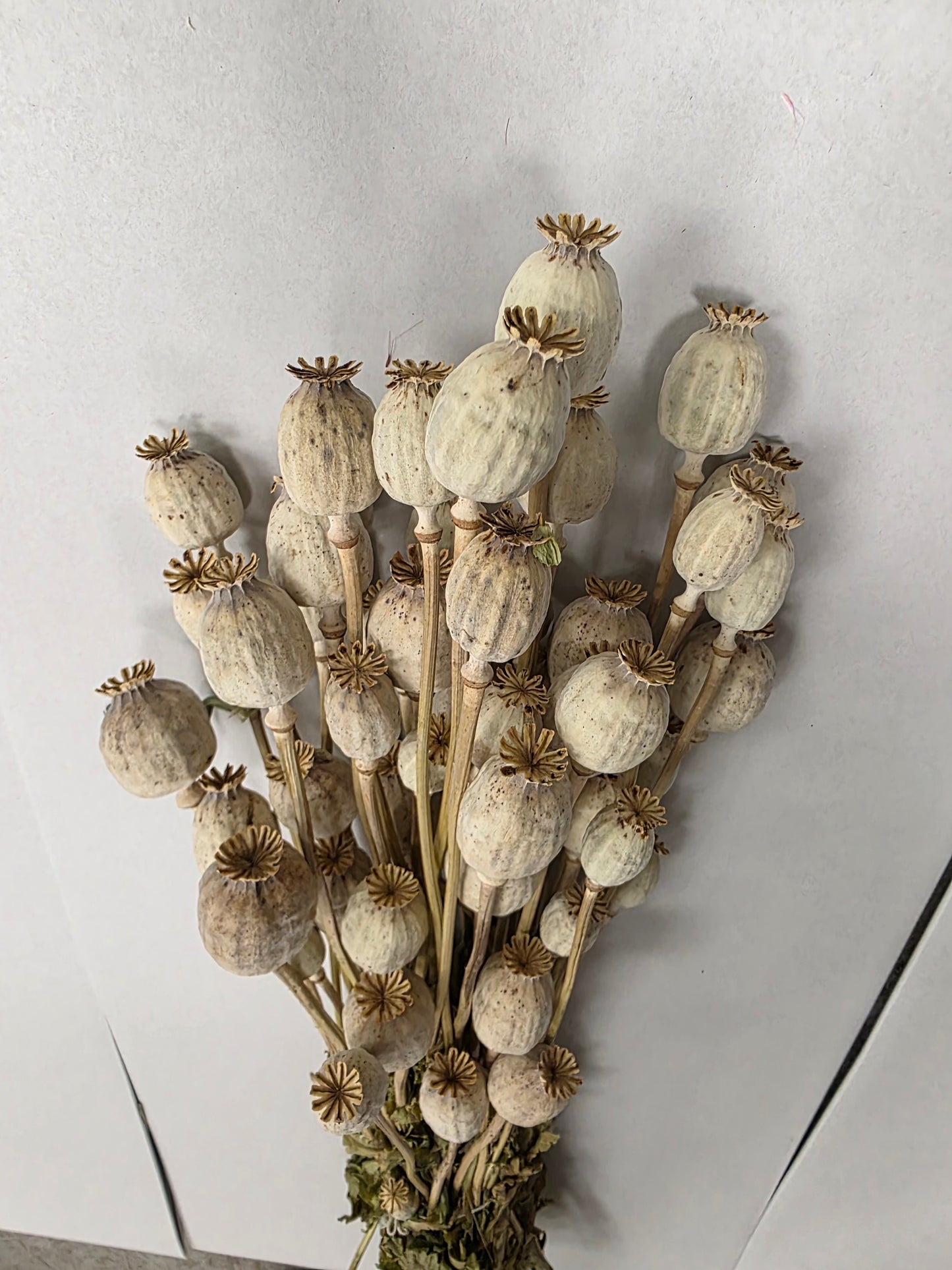 Dried Poppies ( Papaver )