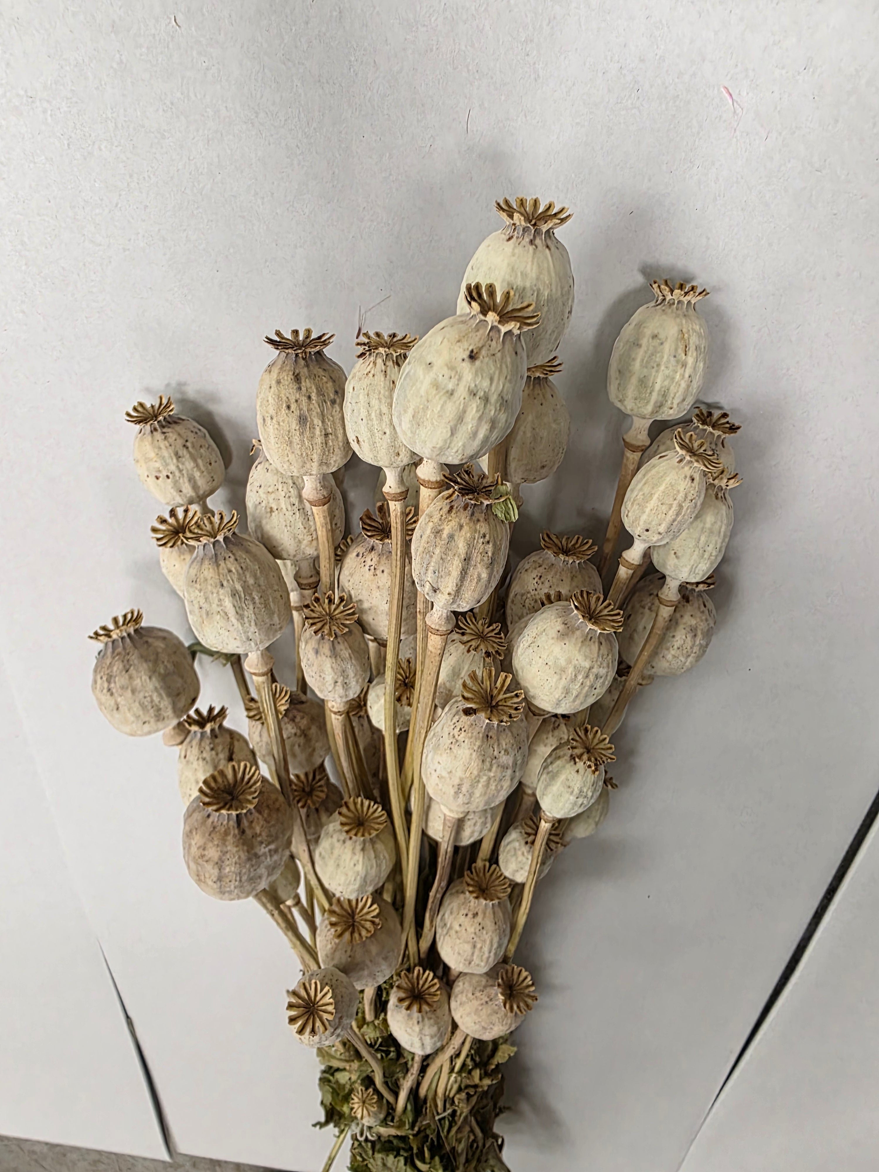 Dried Poppies ( Papaver )