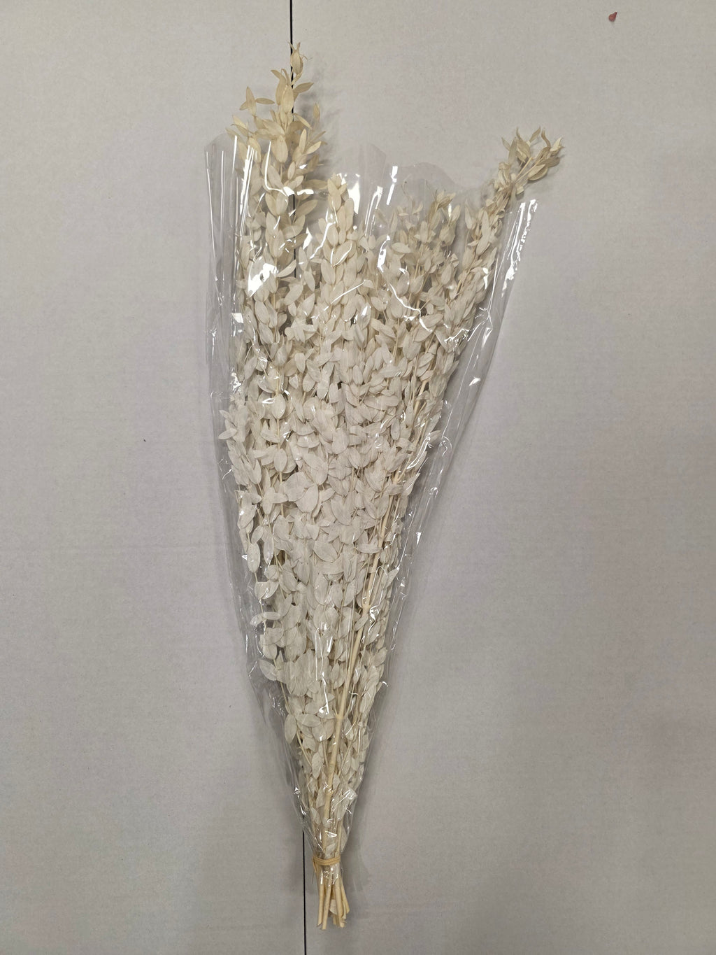 Dried Populus Leaf Bleach