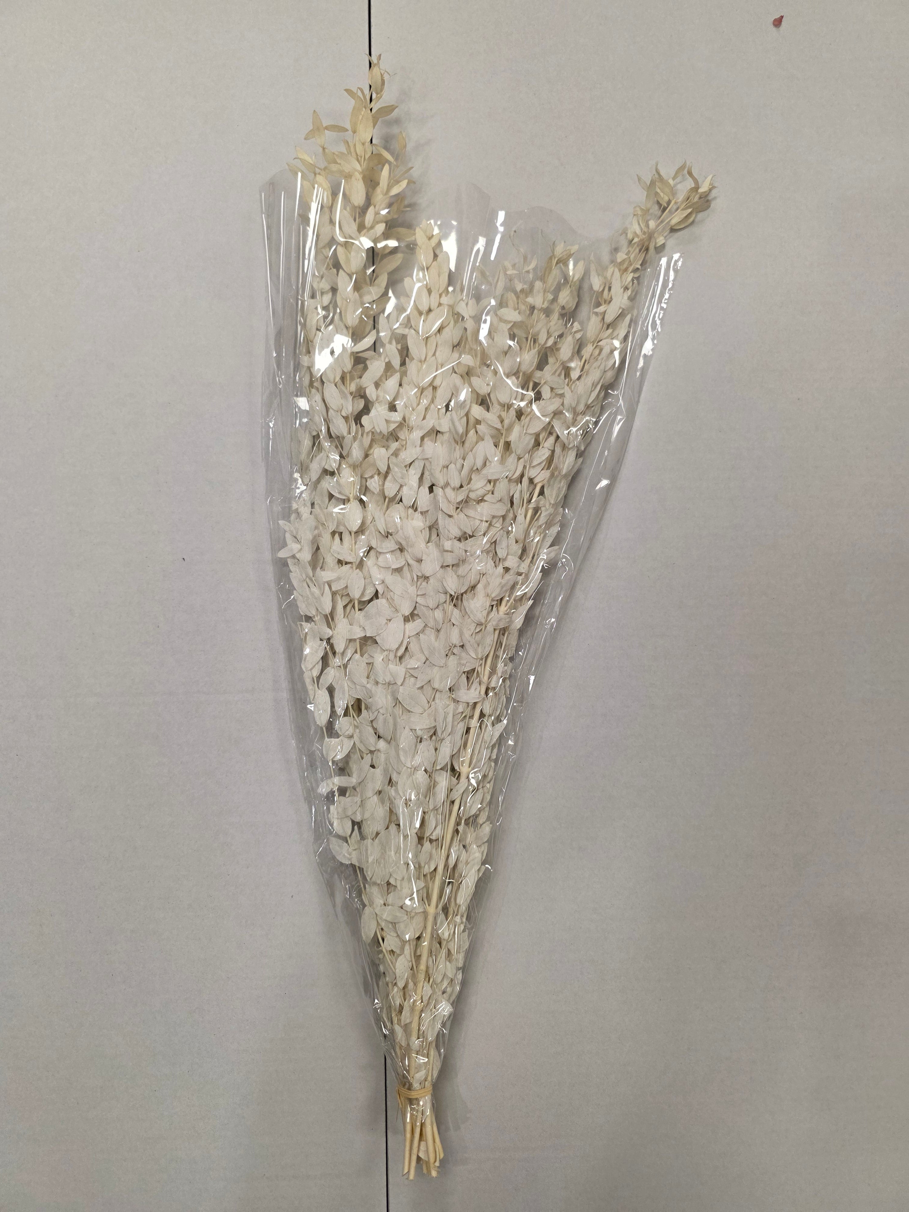 Dried Populus Leaf Bleach
