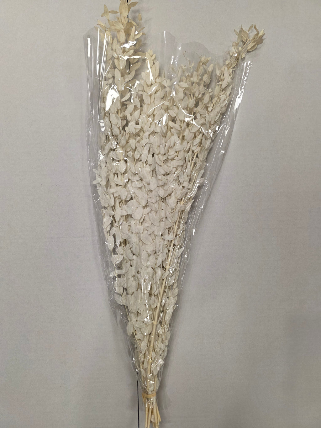 Dried Populus Leaf Bleach