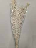 Dried Populus Leaf Bleach