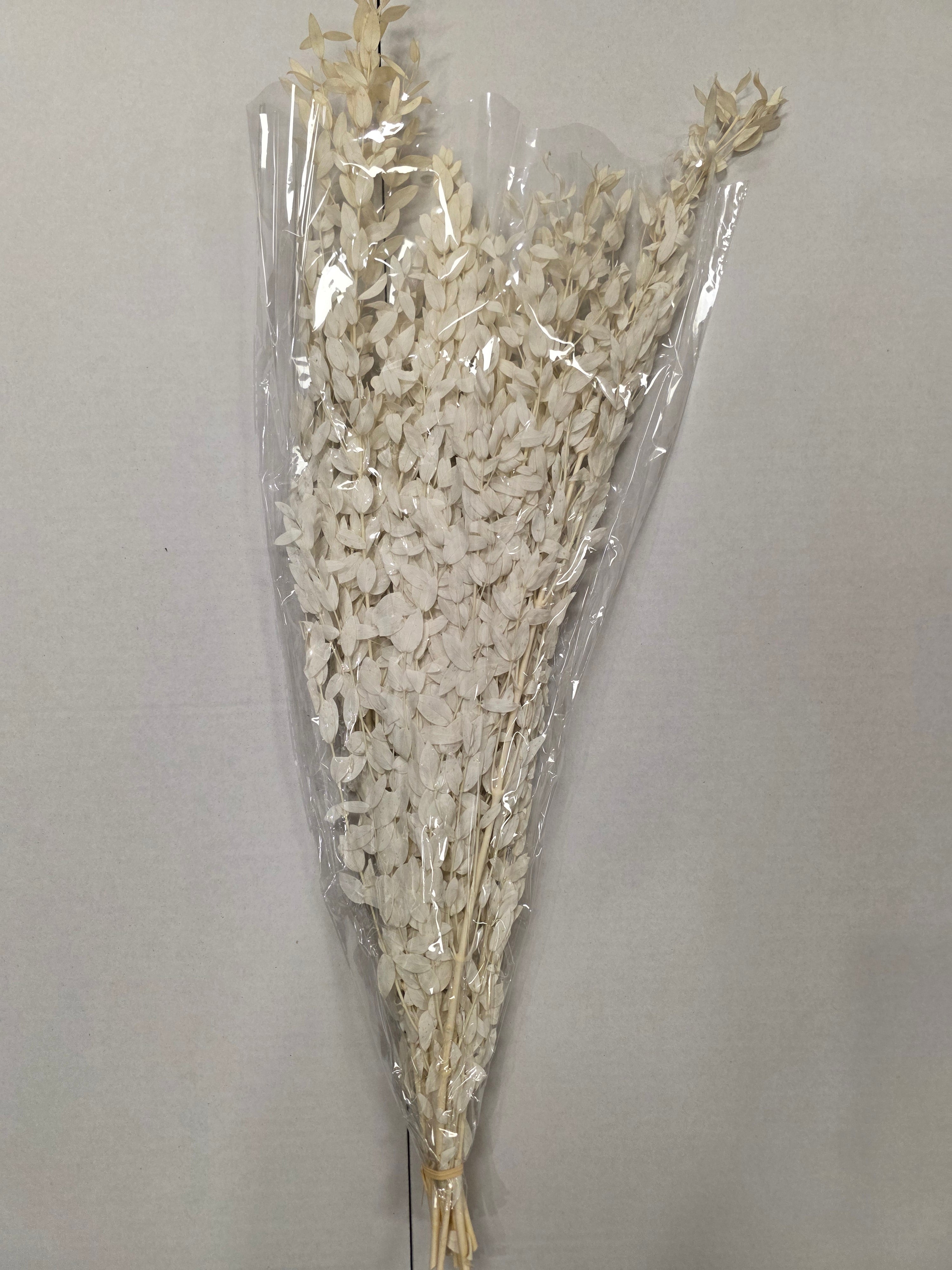 Dried Populus Leaf Bleach