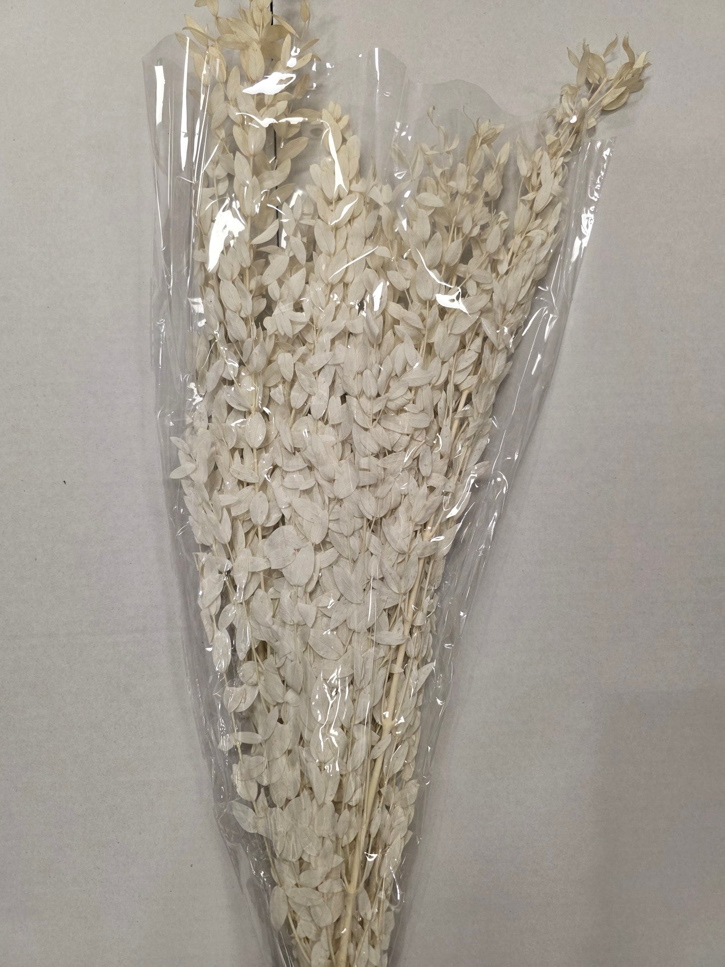 Dried Populus Leaf Bleach