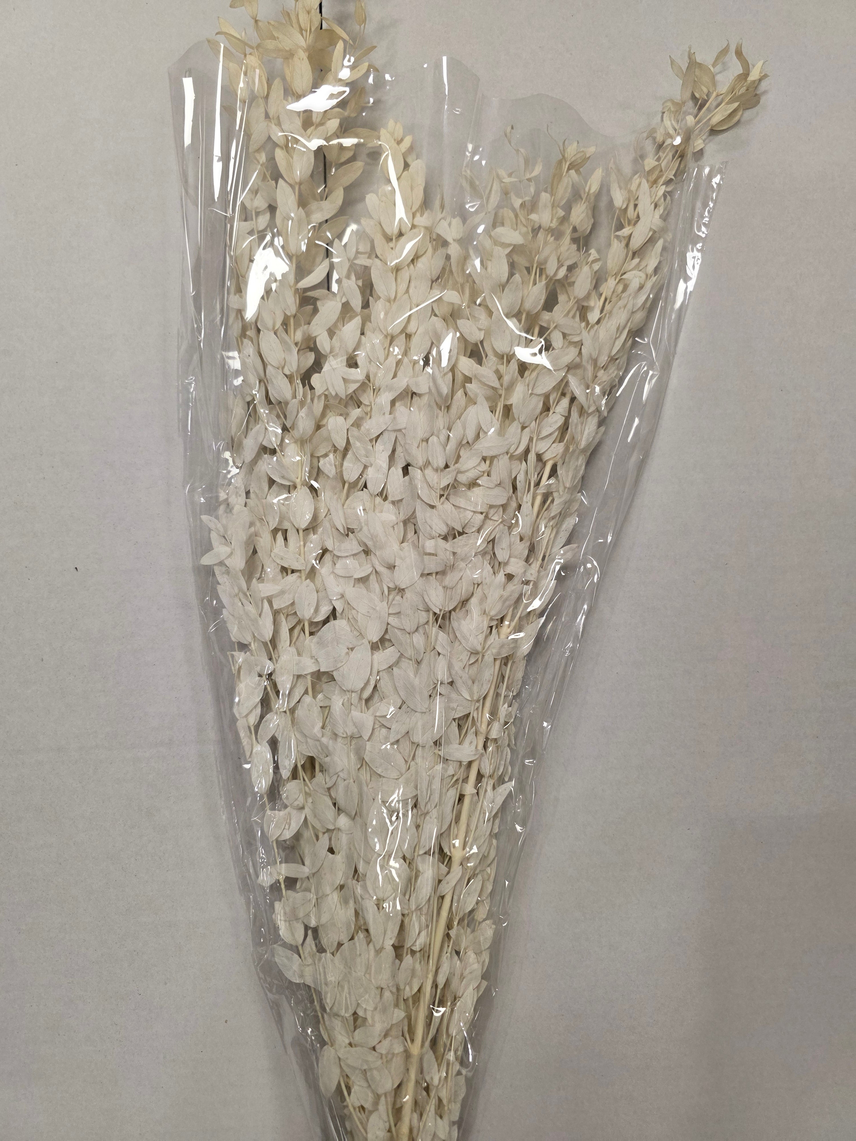 Dried Populus Leaf Bleach