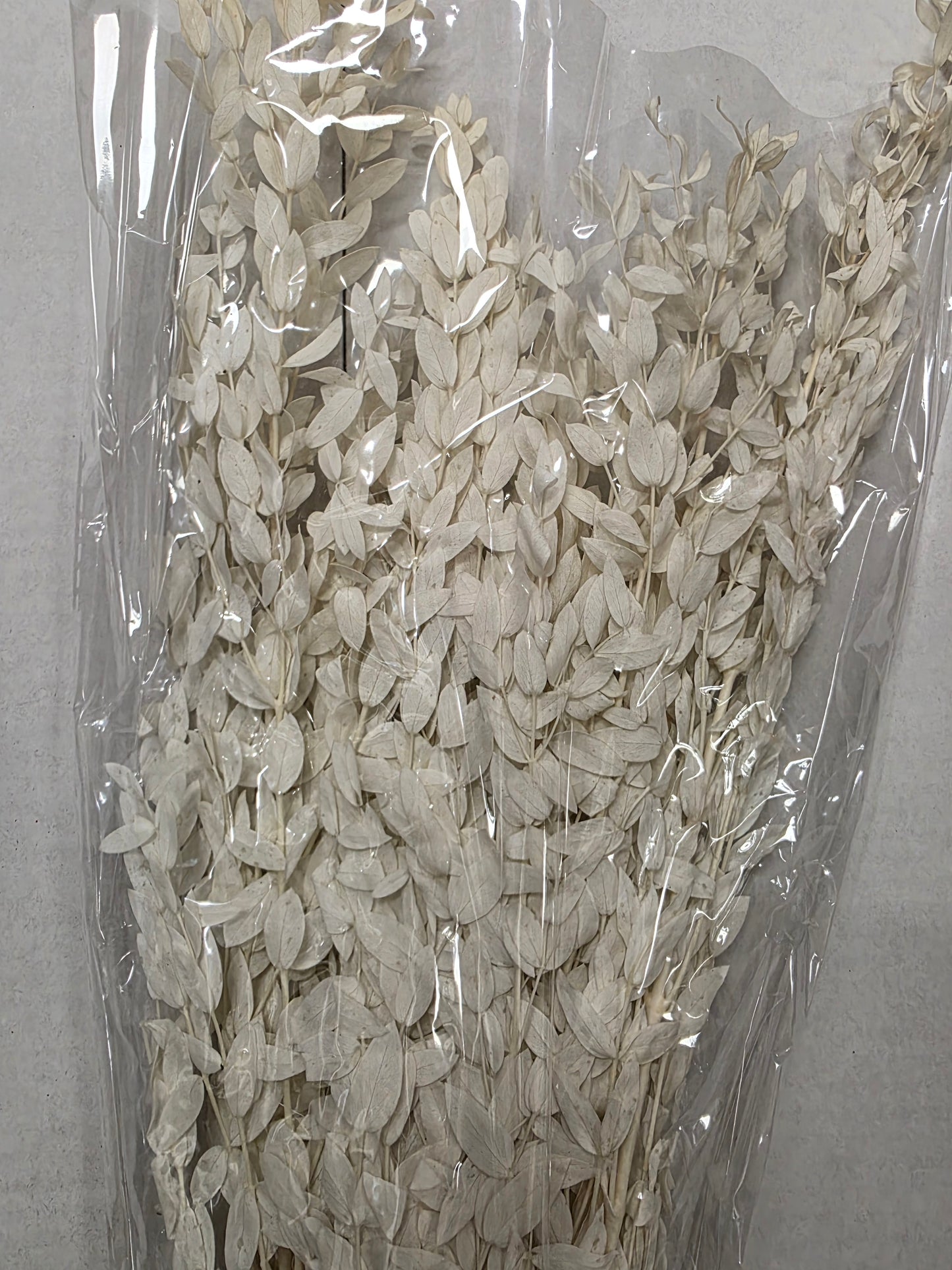 Dried Populus Leaf Bleach