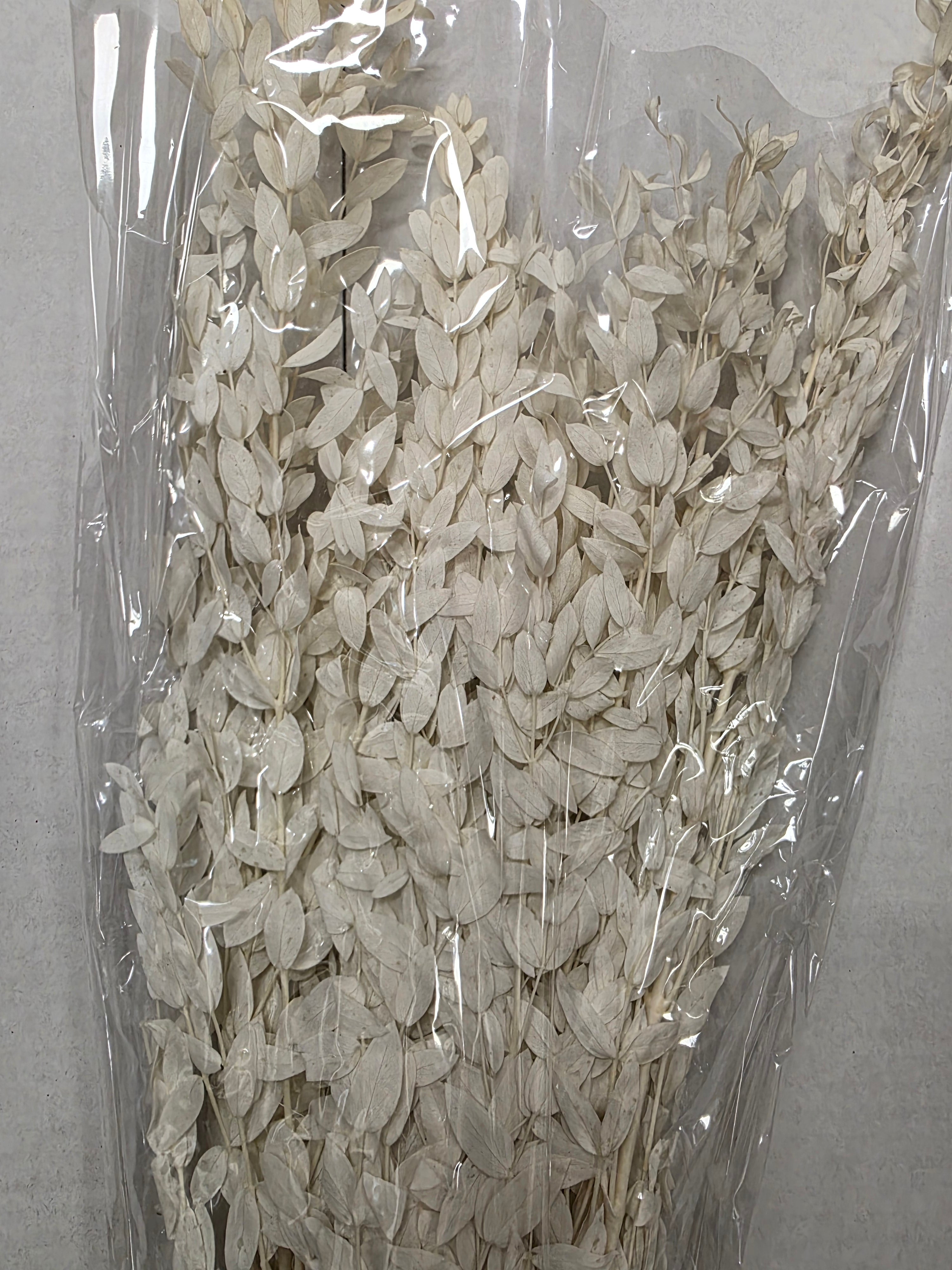 Dried Populus Leaf Bleach