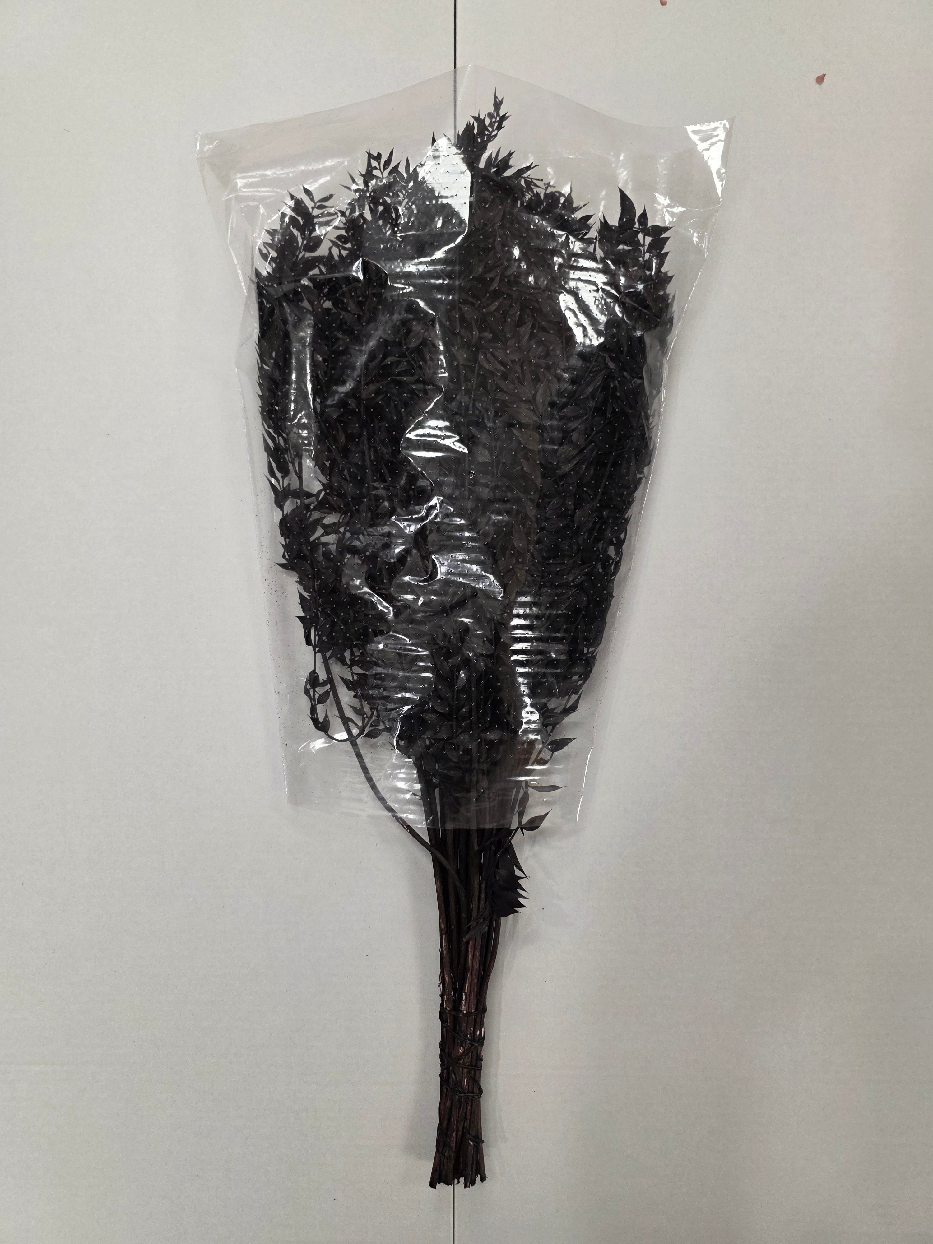 Dried Ruscus Black