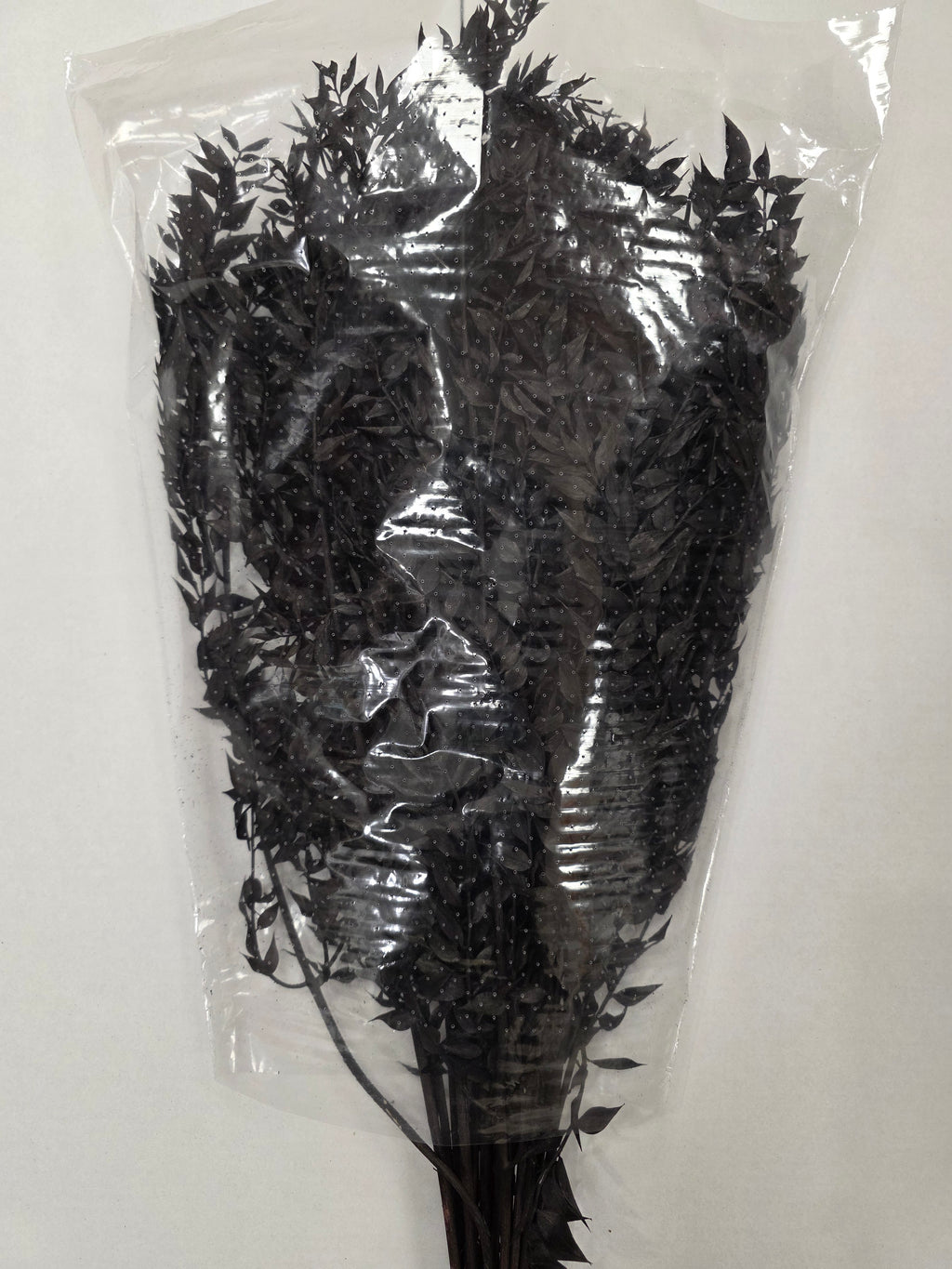 Dried Ruscus Black