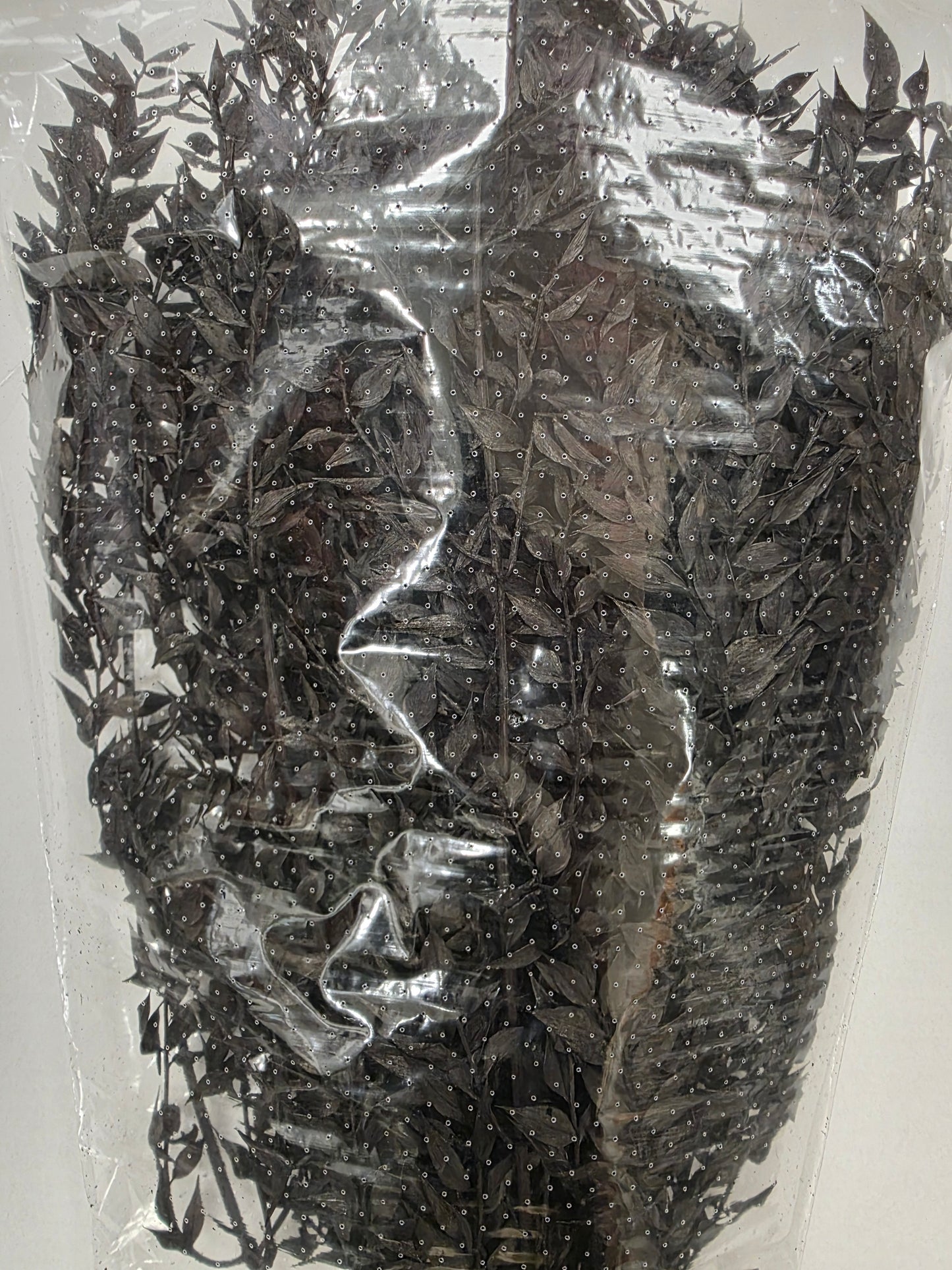 Dried Ruscus Black