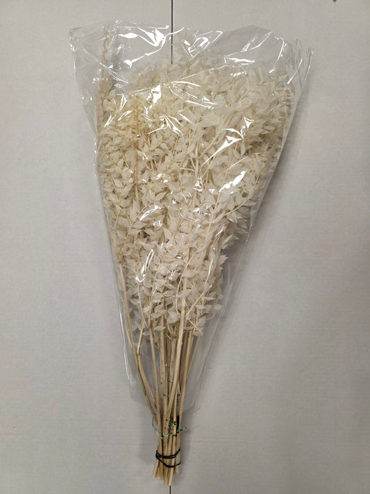 Dried Ruscus Bleached