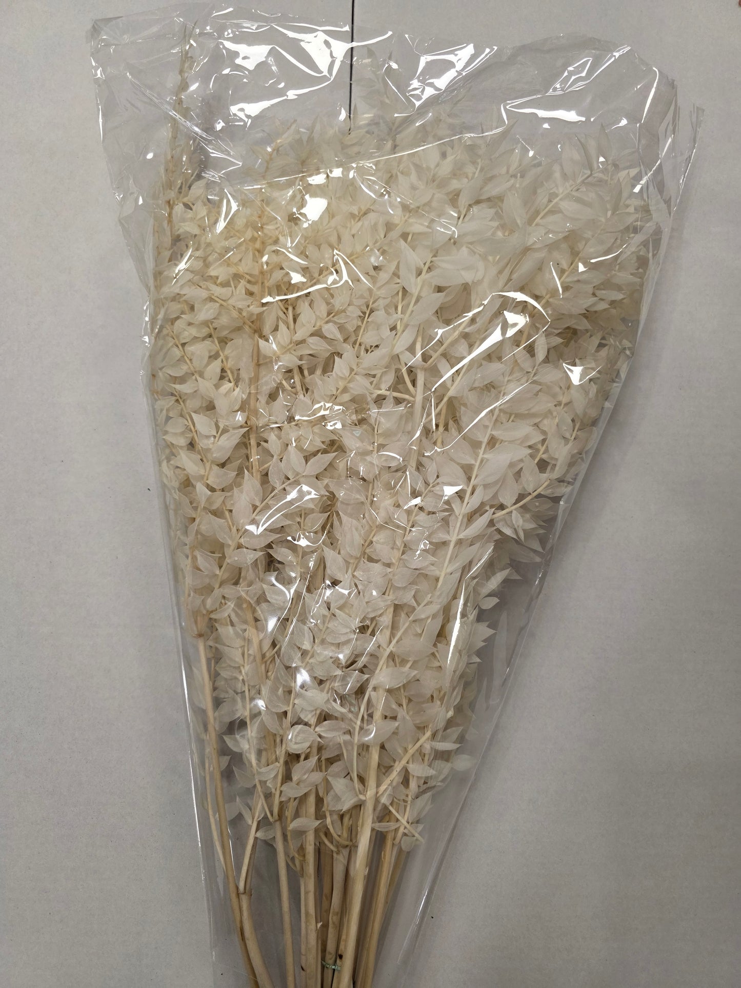 Dried Ruscus Bleached