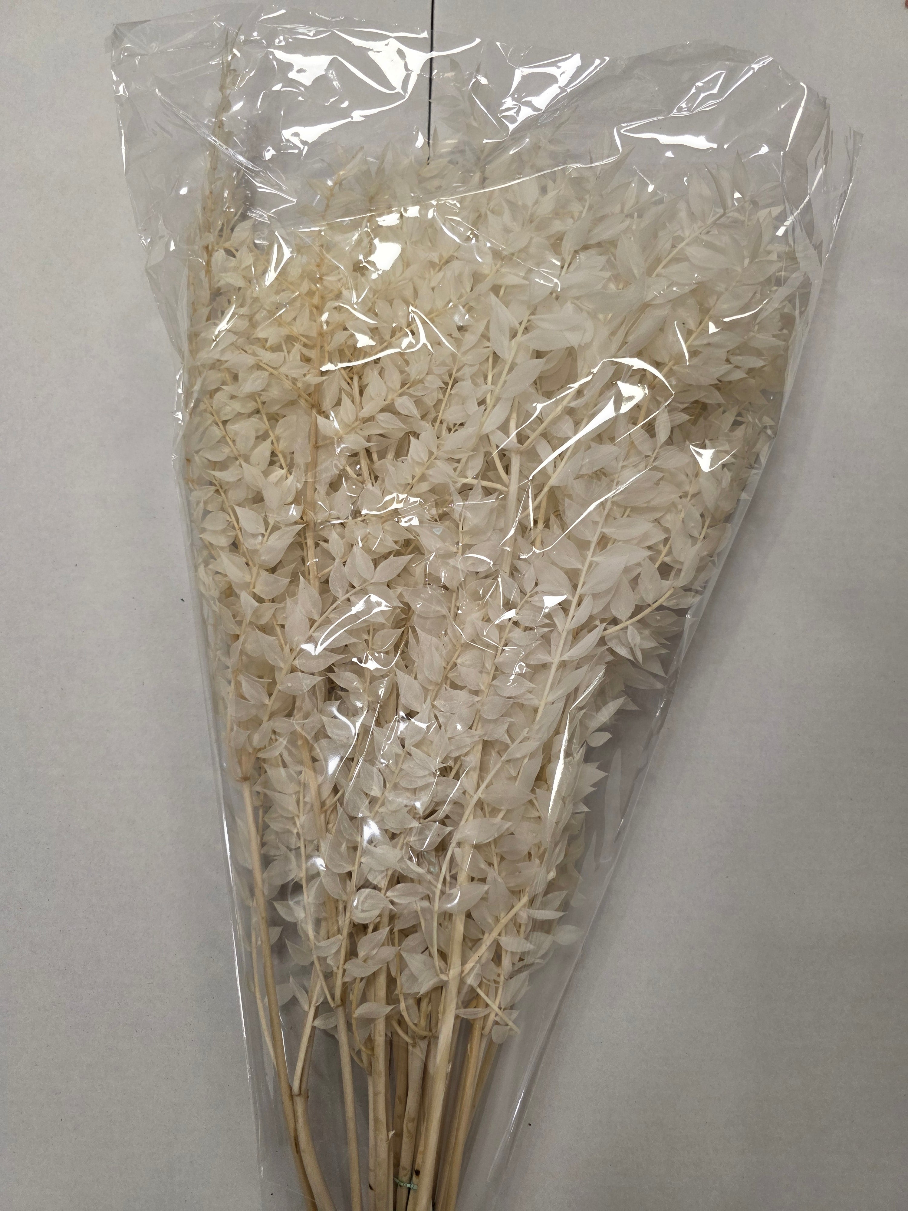 Dried Ruscus Bleached