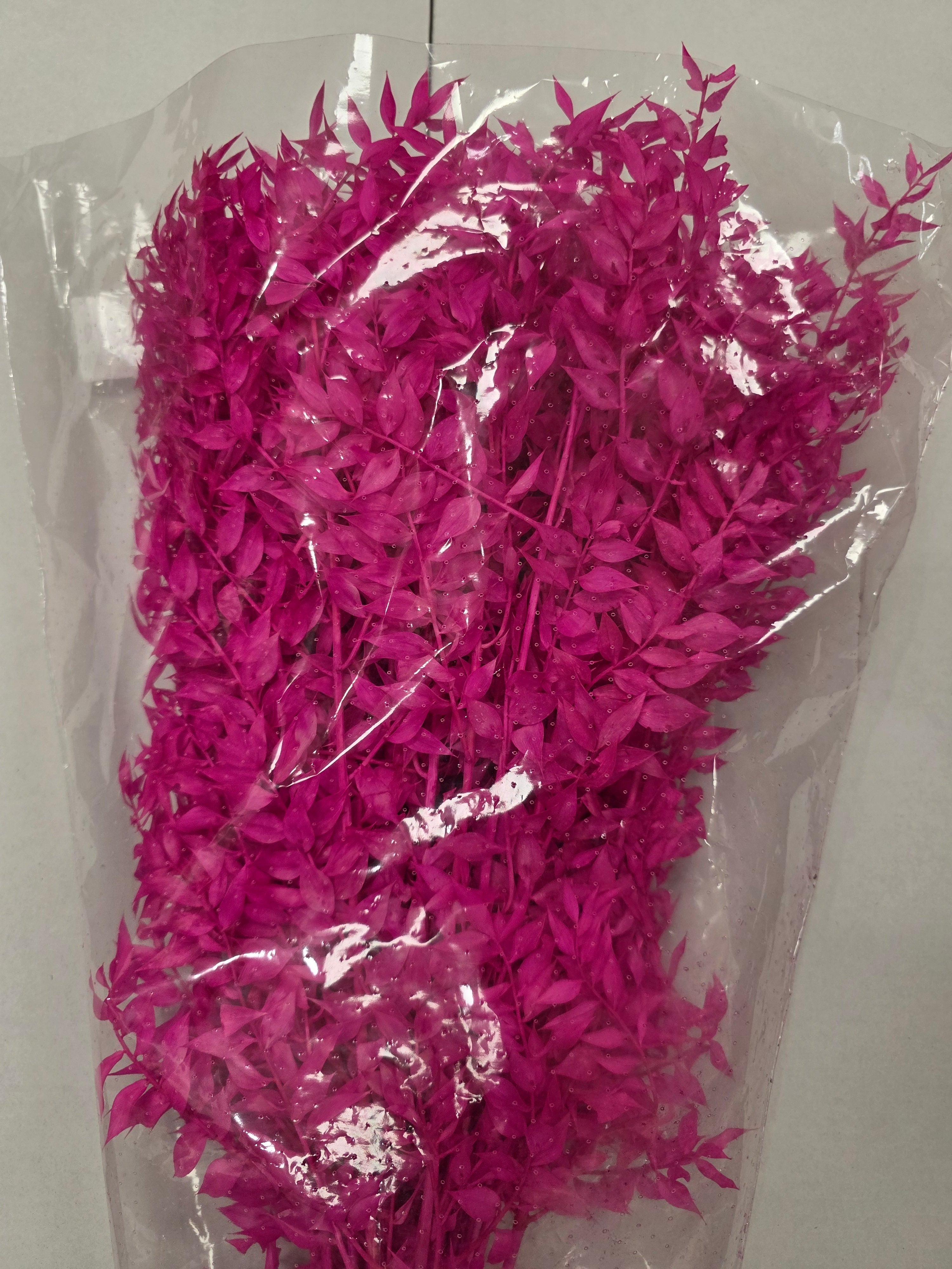Dried Ruscus Fuxia