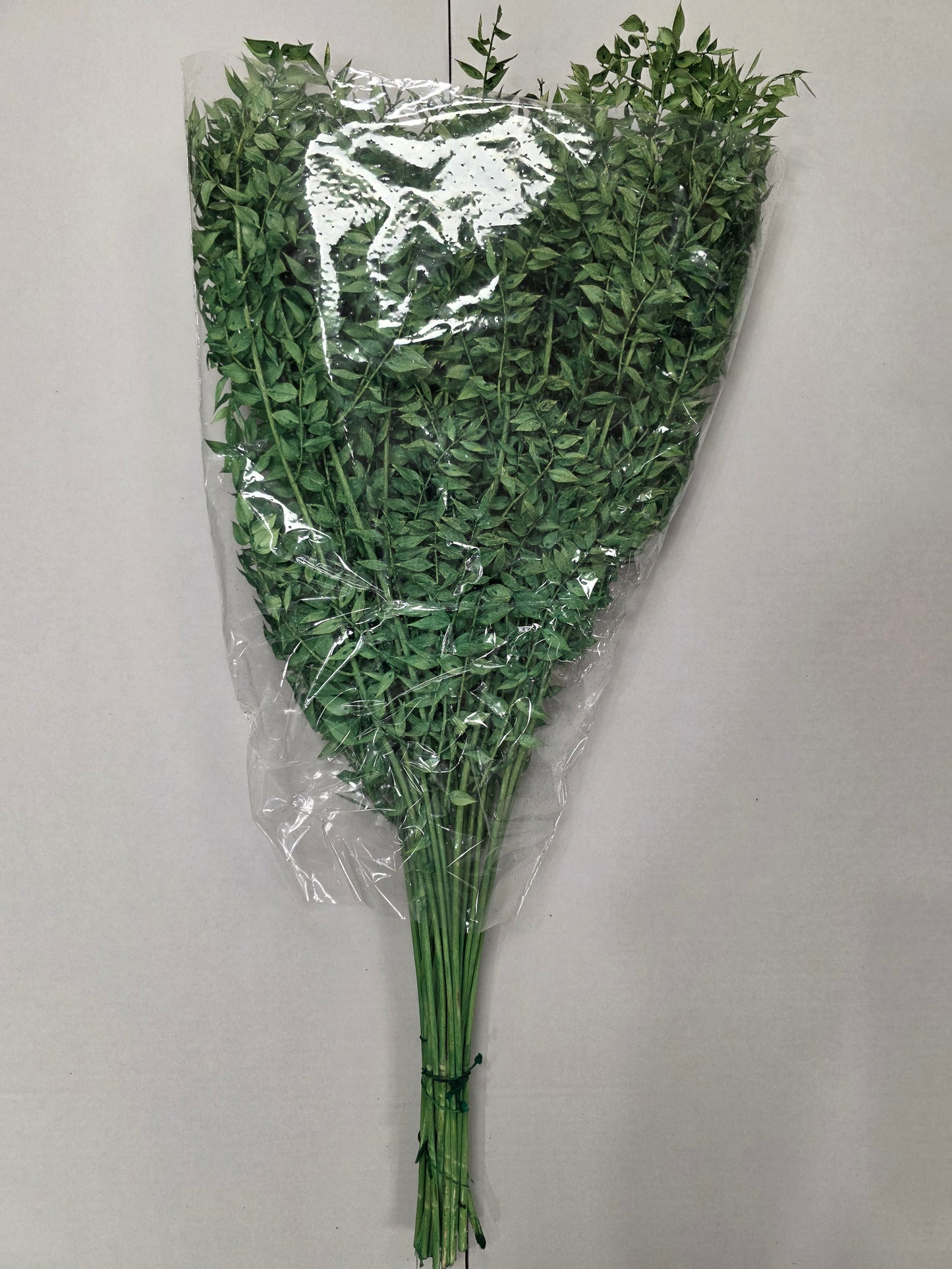 Dried Ruscus Green 70cm