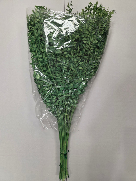 Dried Ruscus Green 70cm