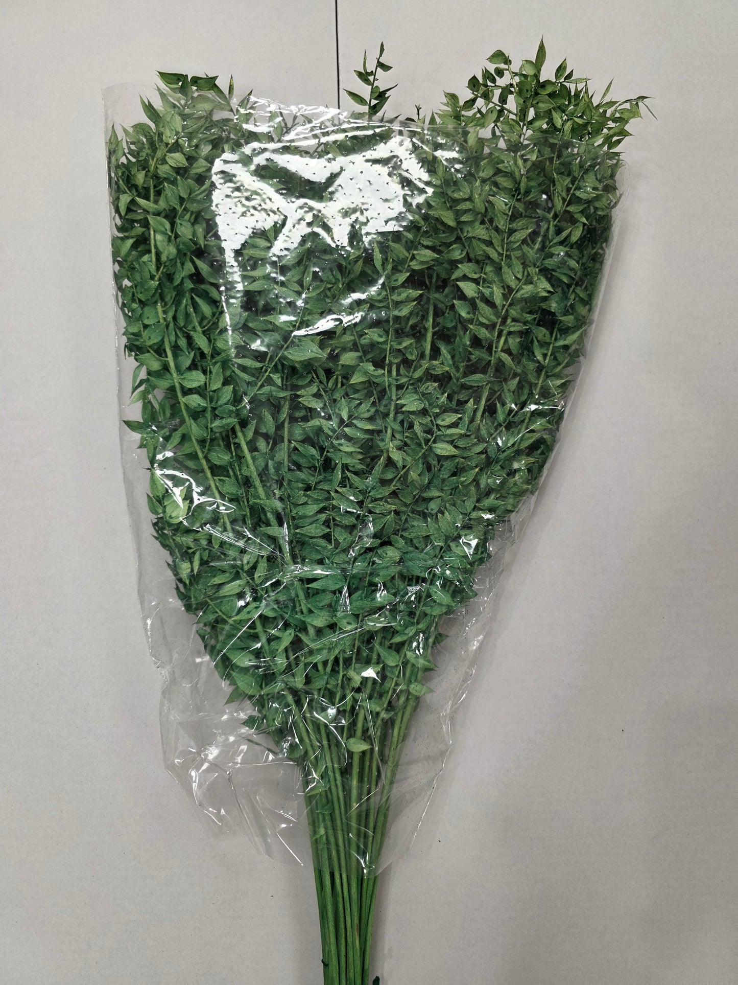 Dried Ruscus Green 70cm