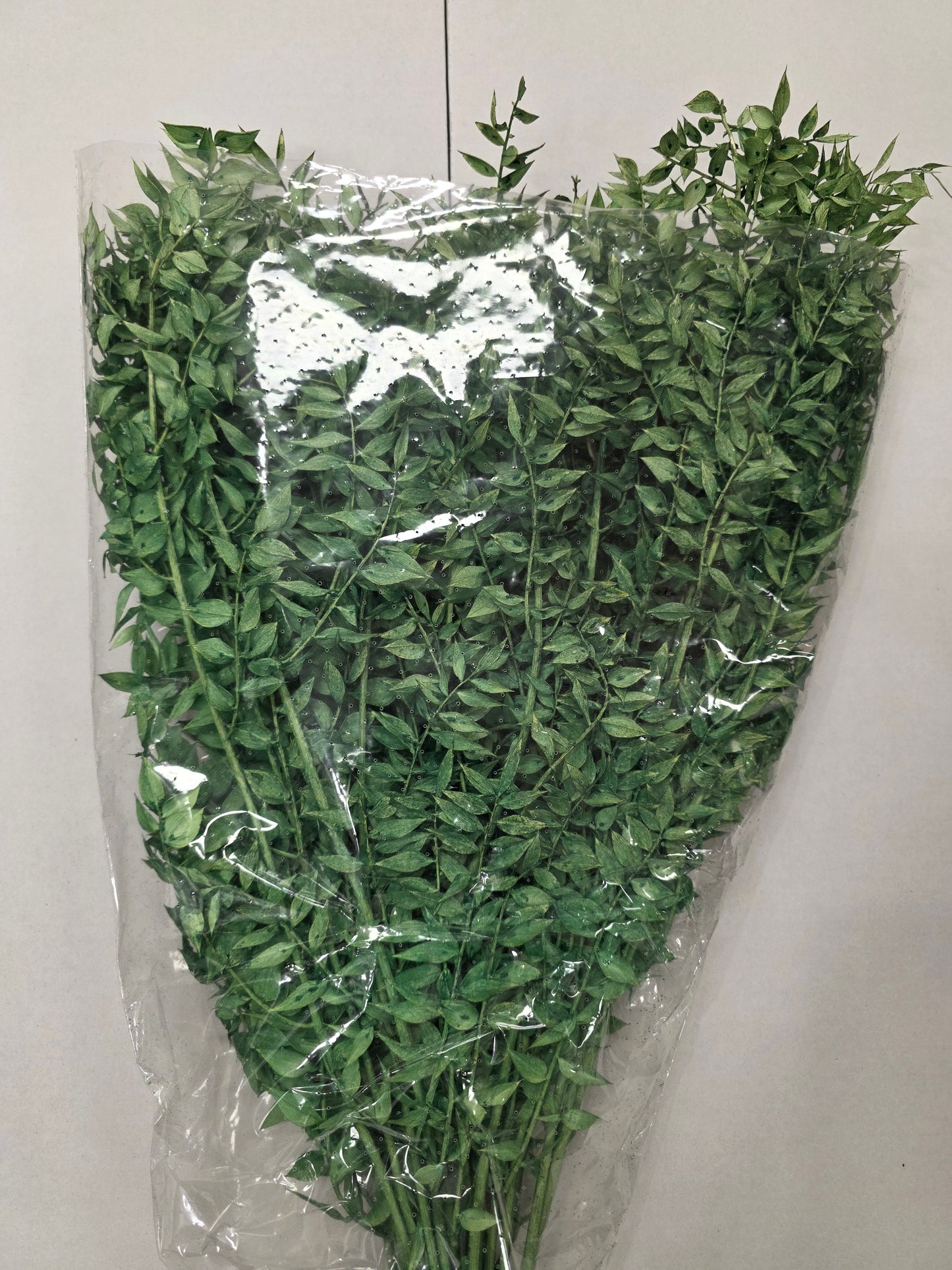 Dried Ruscus Green 70cm