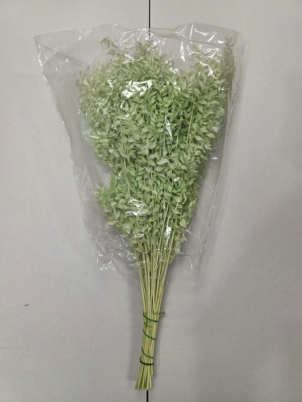 Dried Ruscus Mint Green