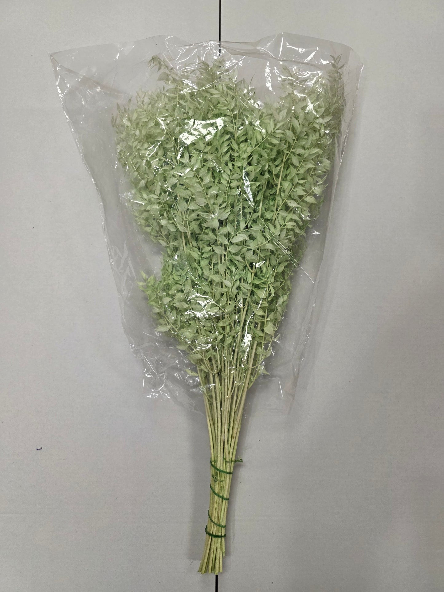 Dried Ruscus Mint Green