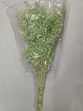 Dried Ruscus Mint Green