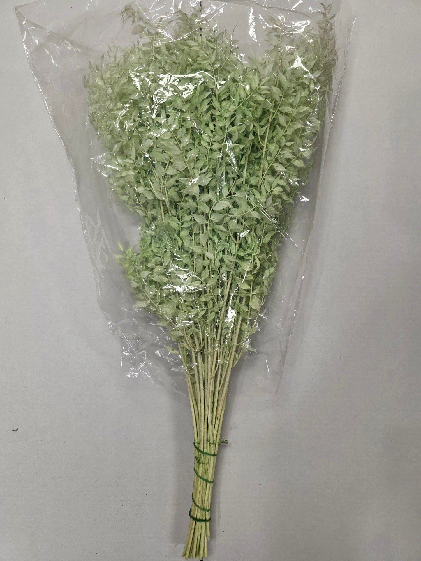 Dried Ruscus Mint Green