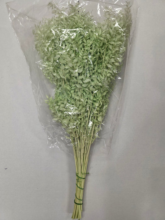 Dried Ruscus Mint Green
