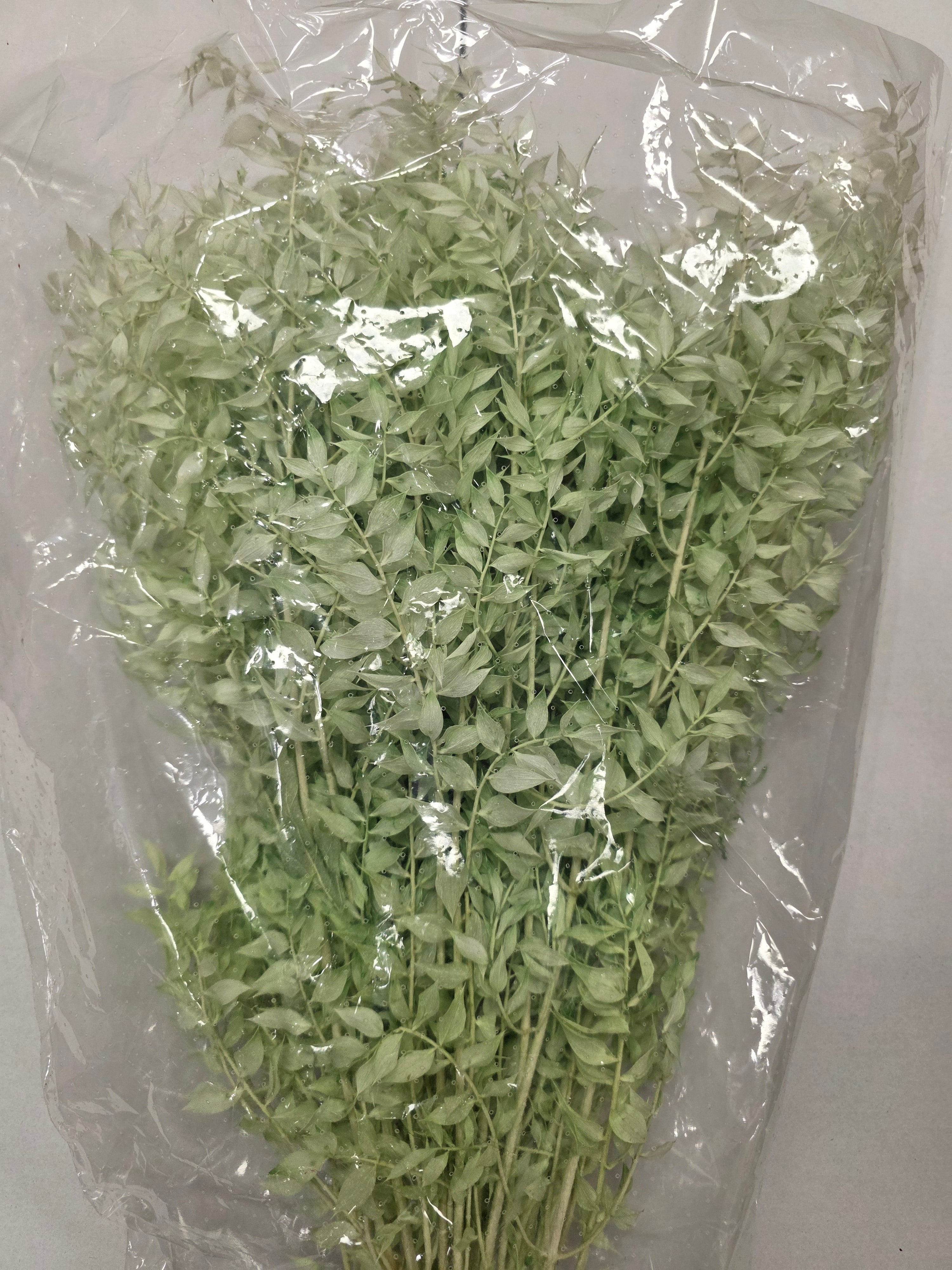 Dried Ruscus Mint Green