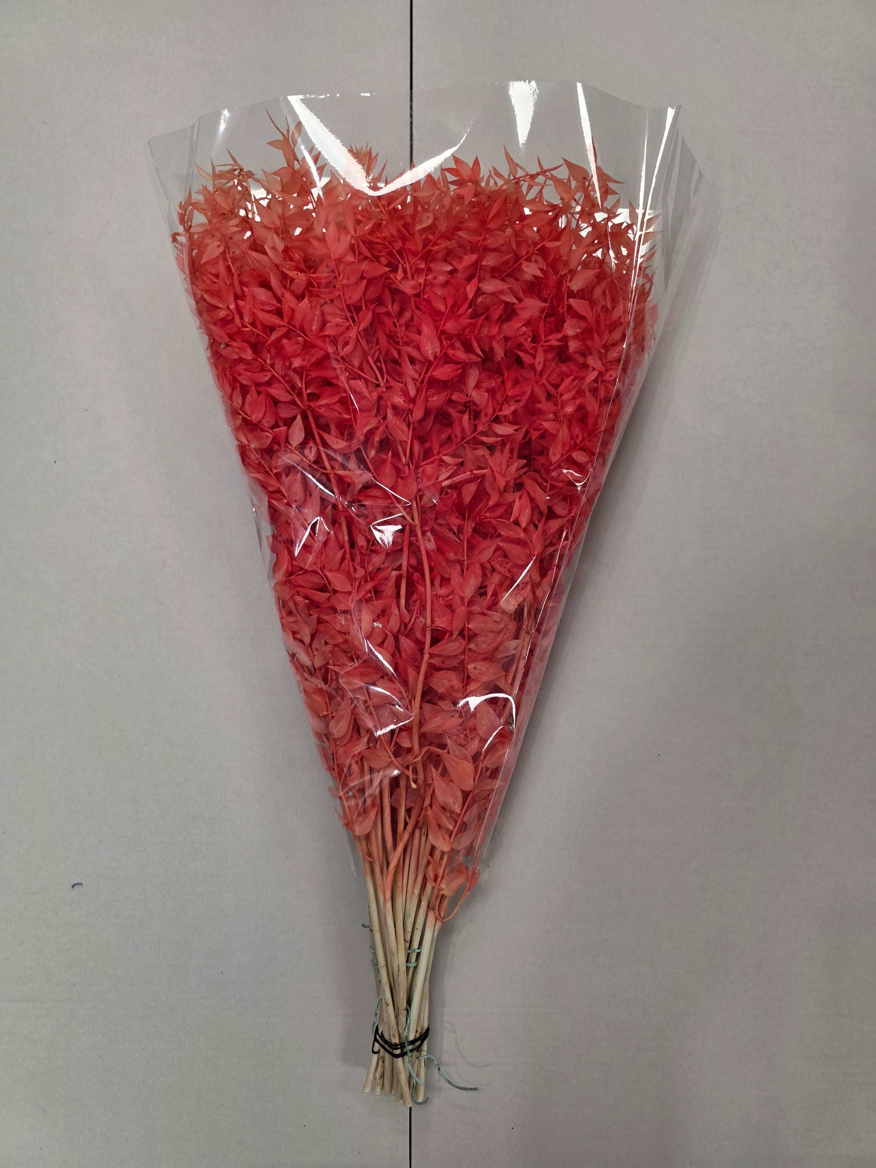Dried Ruscus Orange