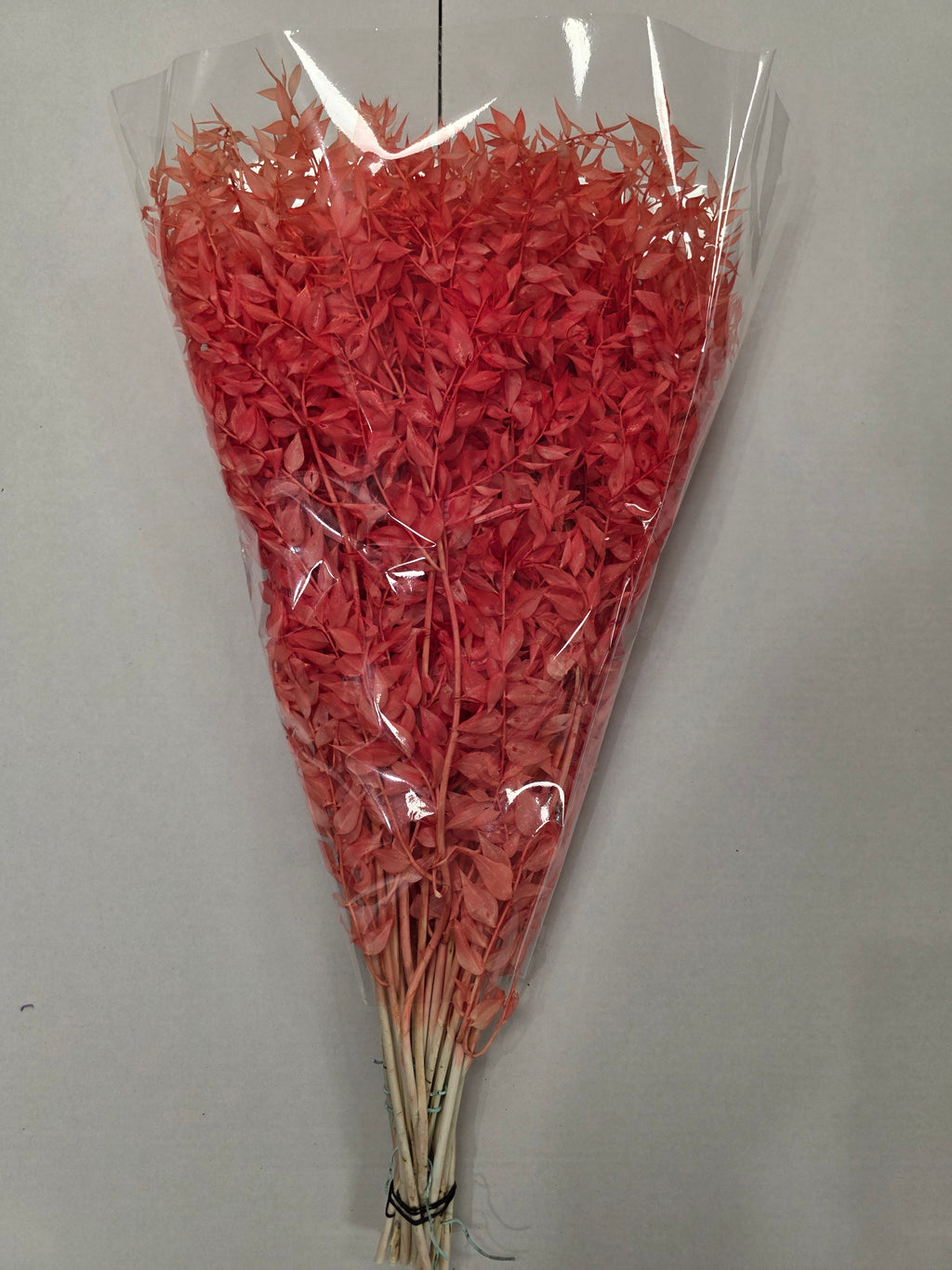 Dried Ruscus Orange