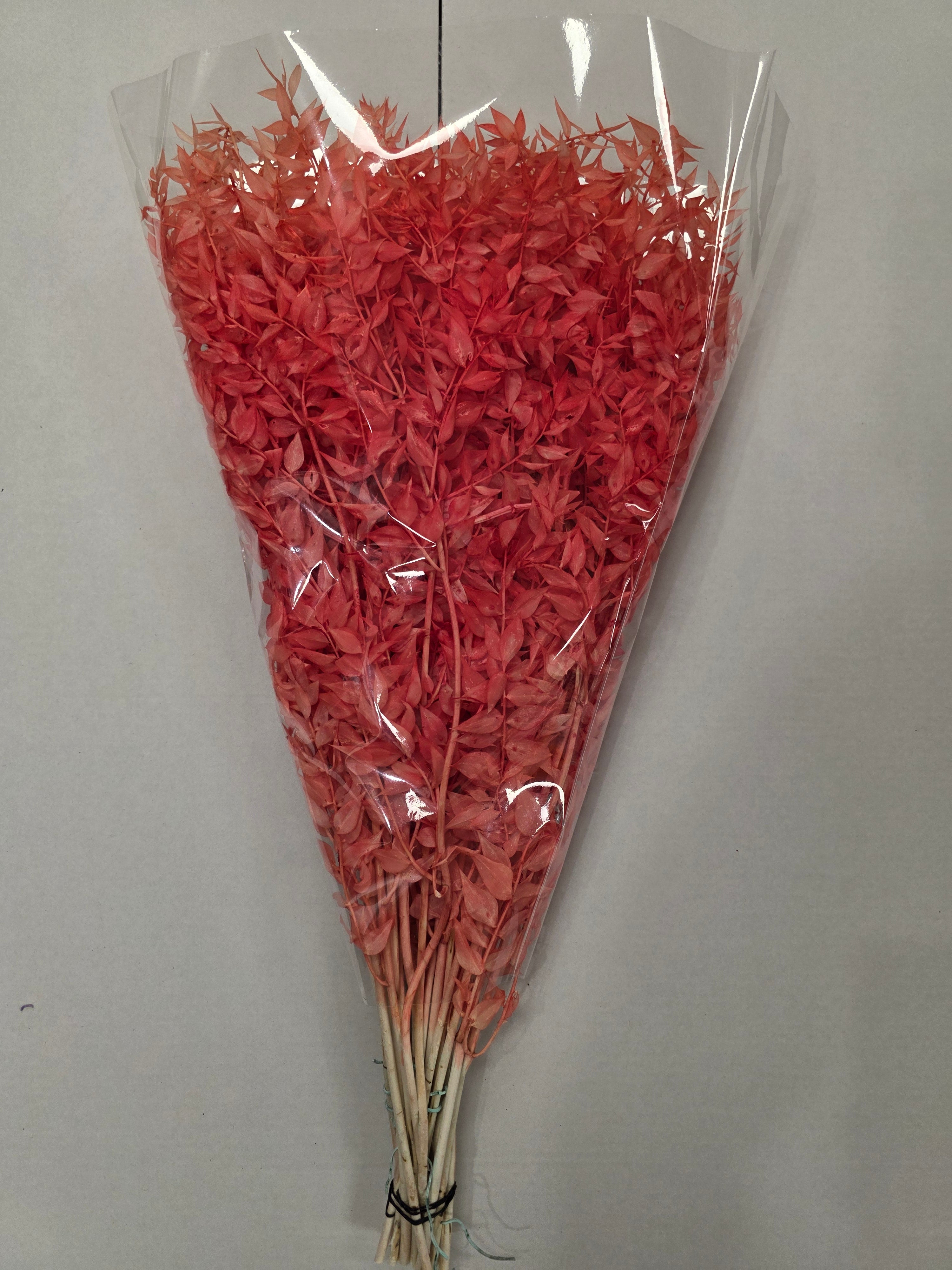 Dried Ruscus Orange