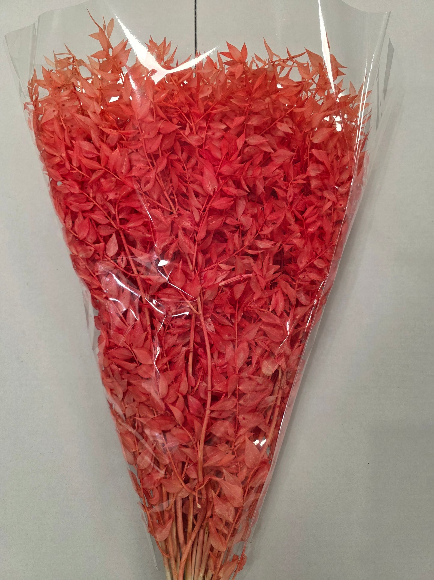 Dried Ruscus Orange