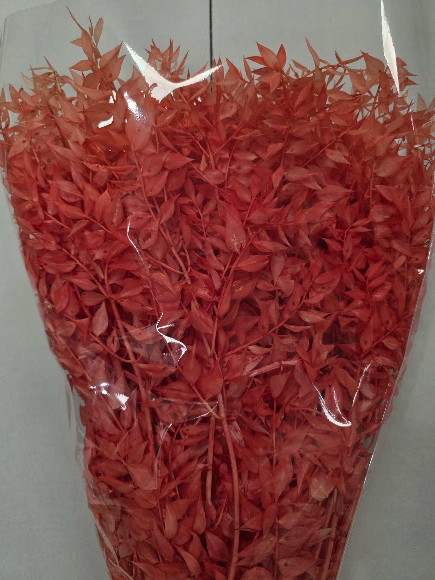 Dried Ruscus Orange