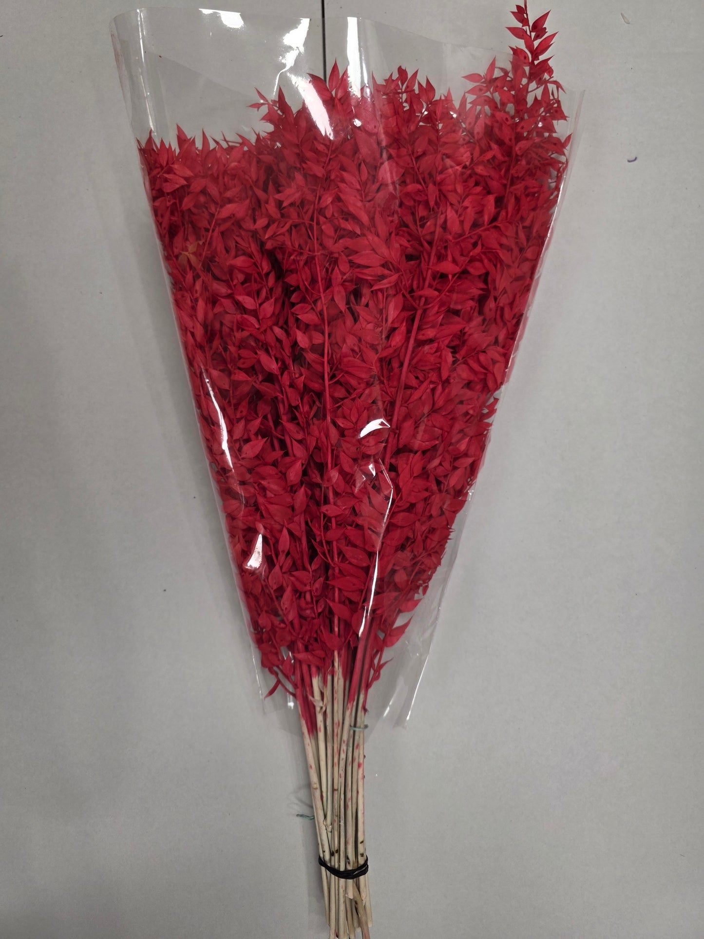 Dried Ruscus Red
