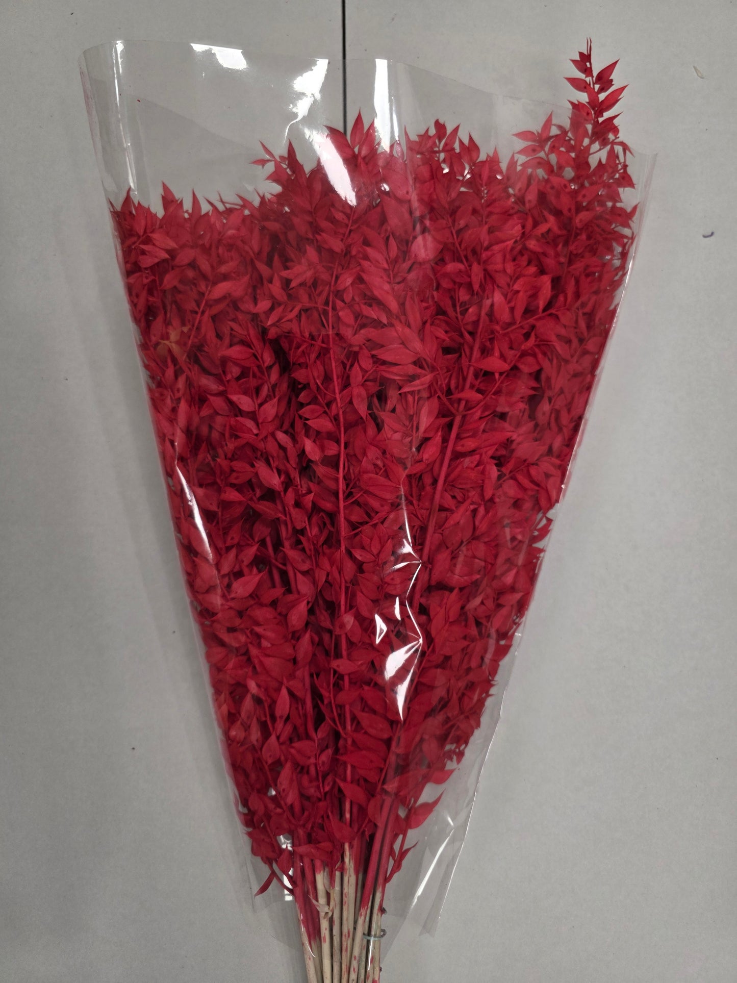 Dried Ruscus Red