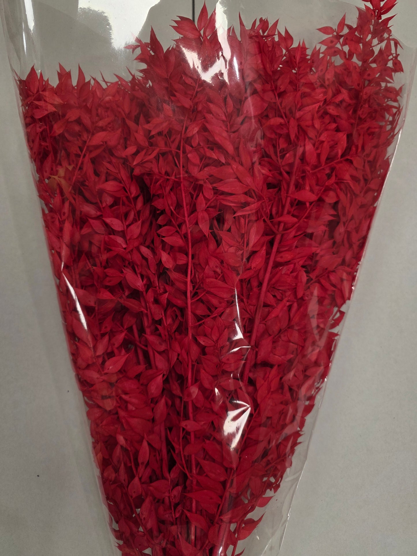 Dried Ruscus Red