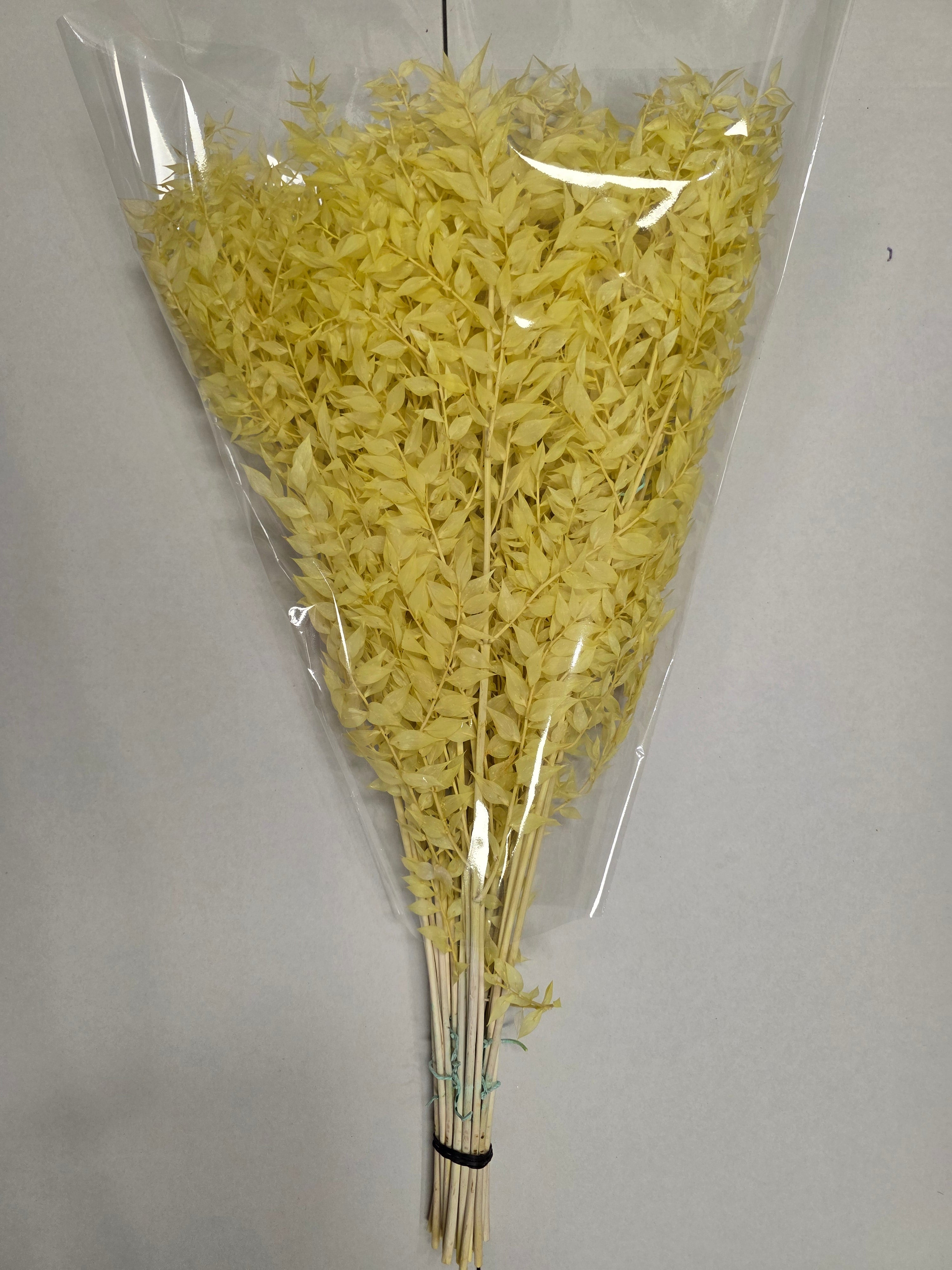 Dried Ruscus Yellow