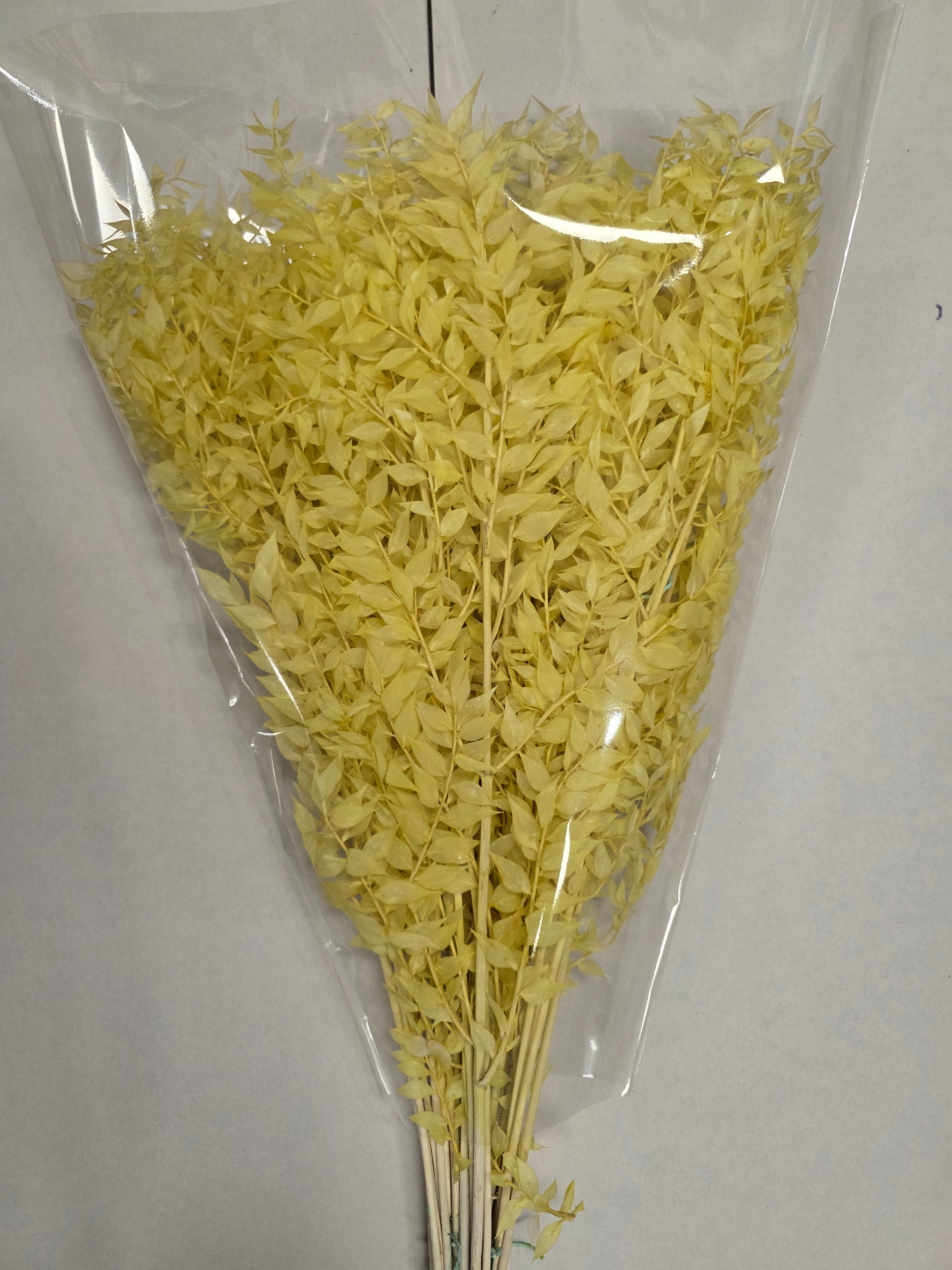 Dried Ruscus Yellow