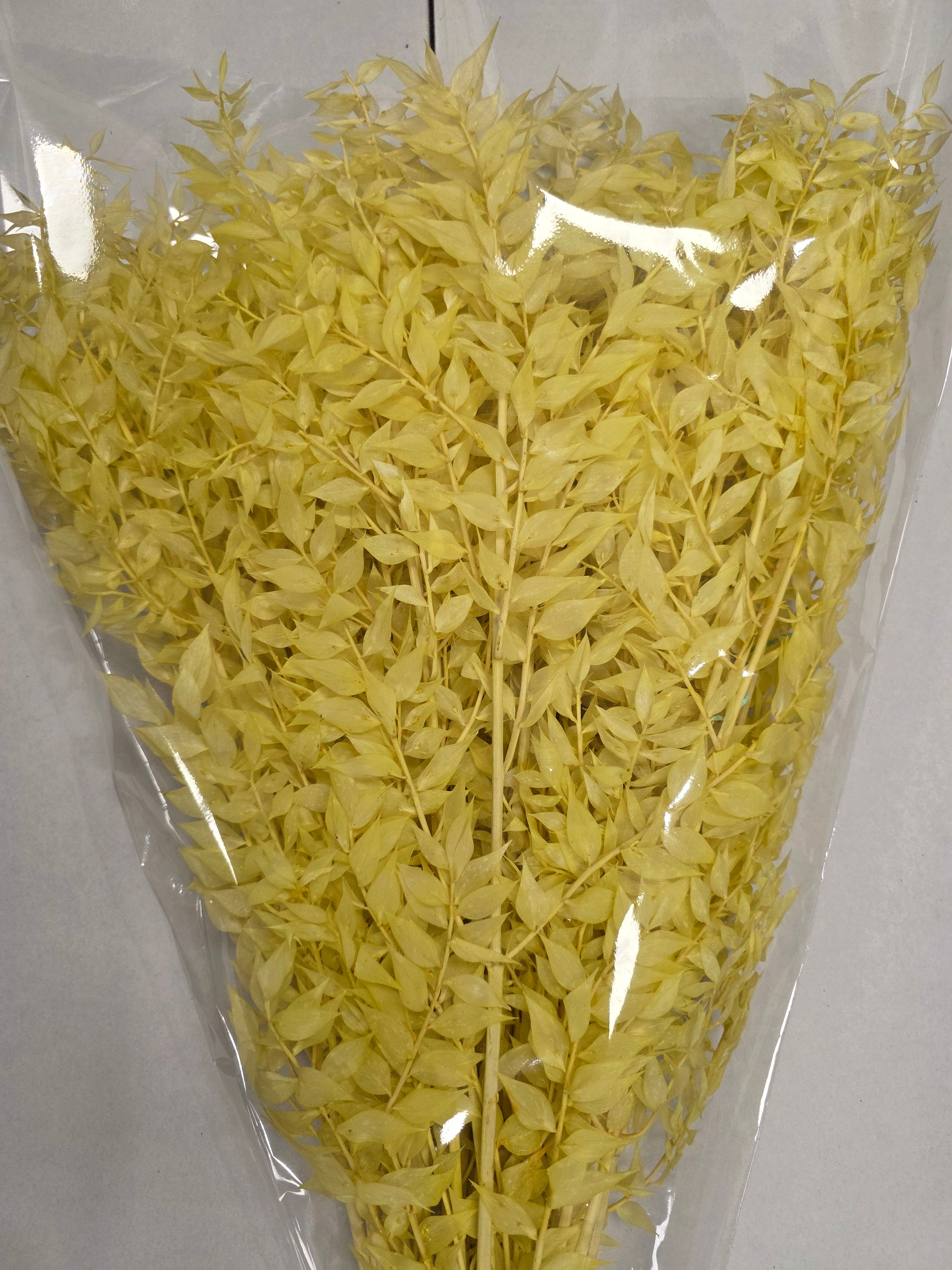 Dried Ruscus Yellow