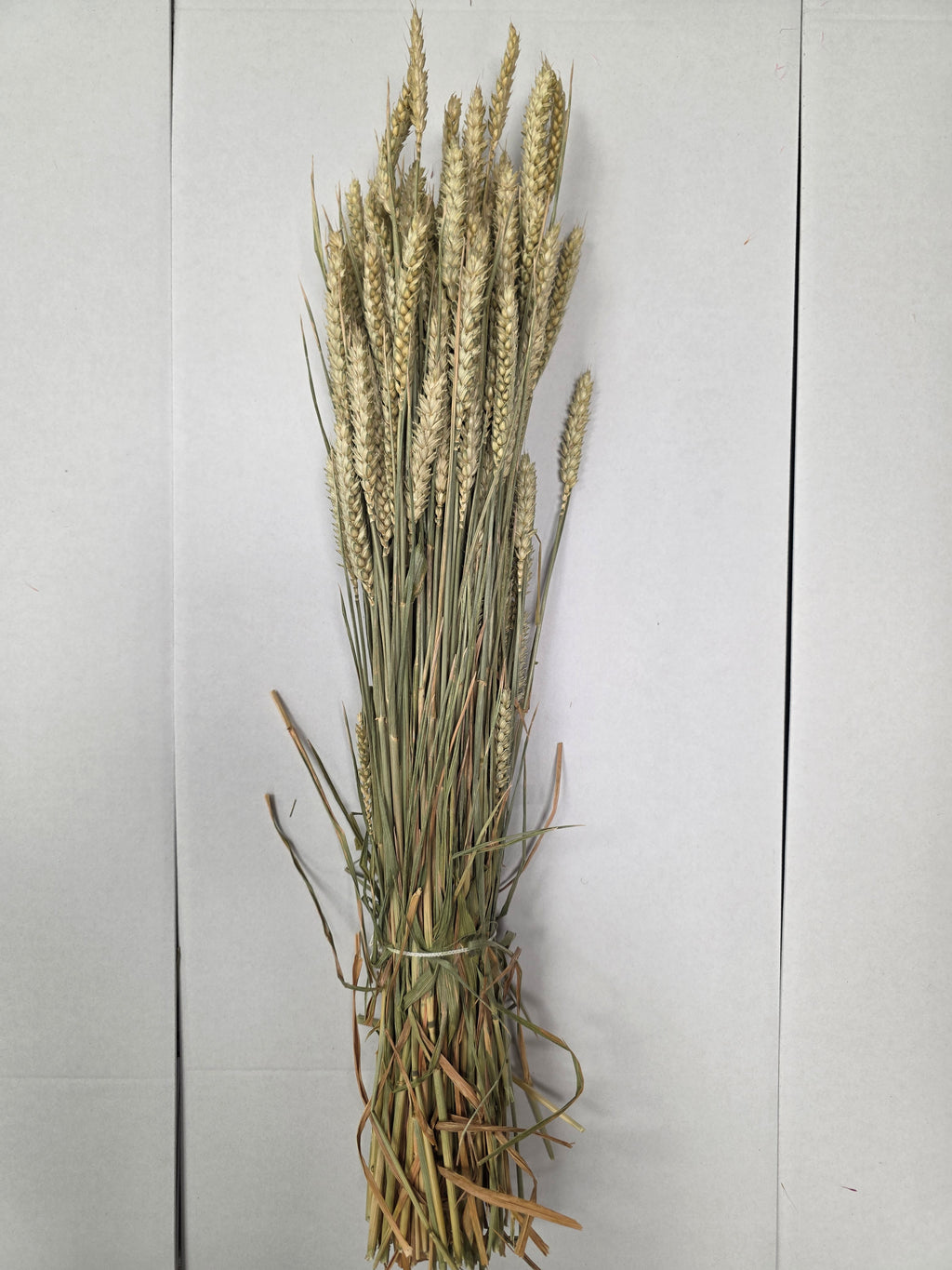 Dried Wheat Naturel(Pack of 5)