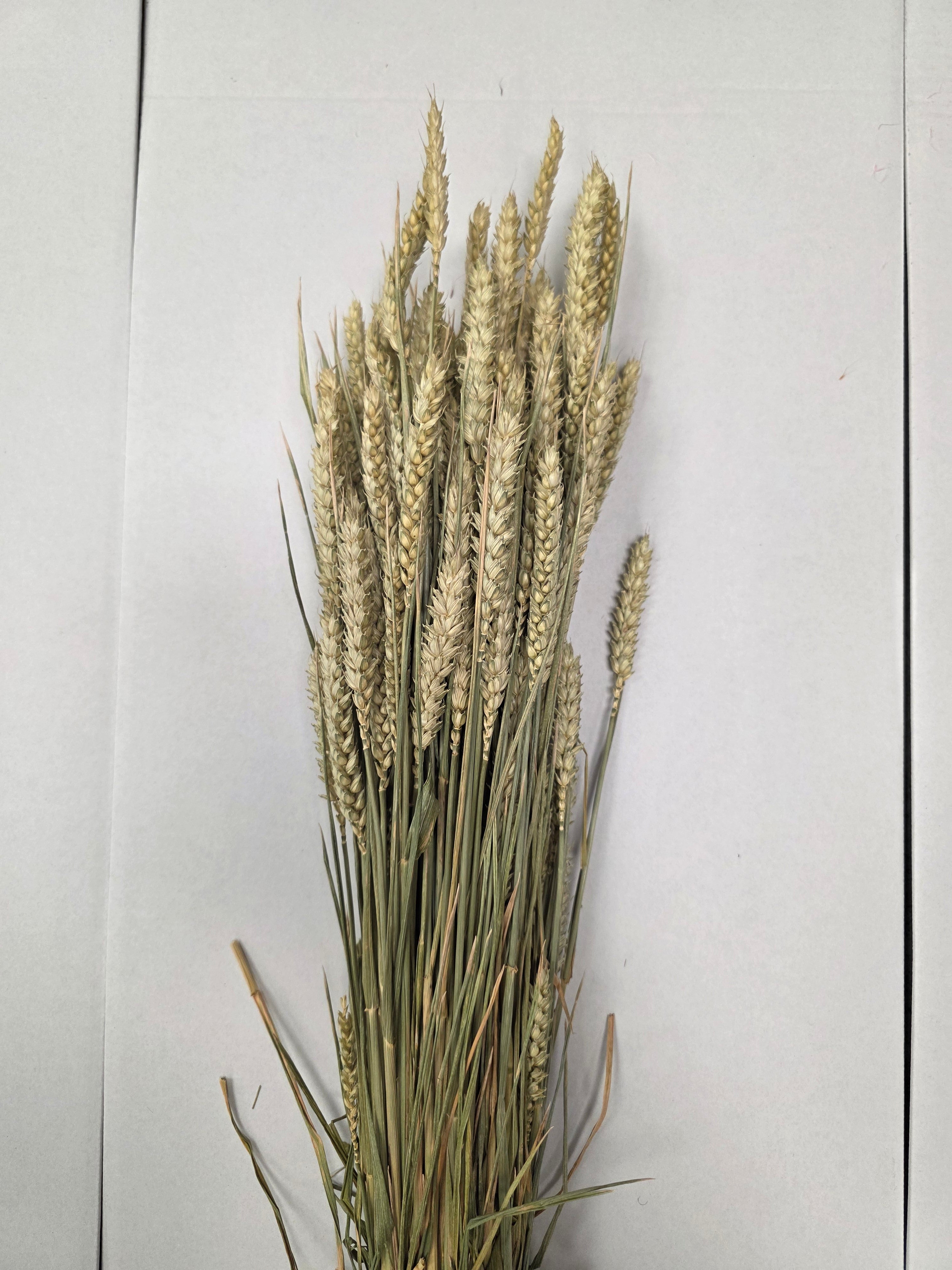 Dried Wheat Naturel(Pack of 5)